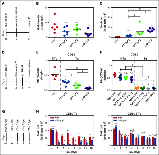 In vivo efficacy of IgA2 antibodies against CD20. (A) Schematic experimental overview of the short intraperitoneal (IP) model. (B) Absolute quantification of EL4-CD20 cells after intraperitoneal injection of the indicated CD20 IgA2 antibodies (100 µg per mouse). (C) Absolute quantification of intraperitoneal Ly6G+ granulocytes after treatment with the indicated CD20 IgA2 antibodies. (D) Schematic overview of the adoptive transfer model. (E) Ratio of labeled CD20-Tg/NTg splenic B cells after treatment of pegylated–granulocyte colony-stimulating factor–primed CD89-Tg or NTg mice with the indicated CD20 IgA antibodies (250 µg per mouse). (F) Ratio of labeled CD20-Tg/NTg B cells using CD89-Tg or NTg mice that did (CVF+) or did not (CVF−) receive intraperitoneal cobra venom factor (CVF) to deplete complement. Mice were treated with an unmodified (IgA2) or a PCD-impaired variant (IgA2 V11L) of OBI-IgA. (G) Schematic experimental overview of a syngeneic human CD20 Tg B-cell depletion model. (H) Quantification of remaining B cells after repeated treatment with OBI-IgA2, as indicated in (G), using CD89-Tg mice (left panel) or NTg mice (right panel). Results are presented as scatter dot blots (A-D) and as mean ± SEM of 6 mice per group (E). Statistical analyses were performed using 1-way ANOVA. *Significant difference vs PBS, unless indicated otherwise. #Significant difference OBI treatment NTg vs OBl treatment Tg. §Significant difference between different IgA2 antibodies. Horizontal line indicates the median. Ab, antibody; G-CSF, granulocyte colony-stimulating factor; h, human; n.s., not significant; Wt, wild-type.
