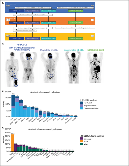 Overview of included O-DLBCL and NO-DLBCL cohorts and subentities with specific anatomical localizations. (A) Flowchart of included and analyzed O-DLBCL and NO-DLBCL subentities. A total of 103 DLBCL cases with osseous involvement were subdivided into three O-DLBCL stages, with PB-DLBCL (n = 41), polyostotic-DLBCL (n = 14), and disseminated-DLBCL (n = 48). Of these, 20 cases failed tNGS quality controls (insufficient DNA or high number of deamination variants), and 83 cases attained appropriate sequencing results. In addition, 63 NO-DLBCL-GCB cases were included as a comparator. Furthermore, 63 samples with adequate RNA were sent for NanoString analysis, of which 3 failed analysis. In total, 24 PB-DLBCL, 5 polyostotic-DLBCL, 11 disseminated-DLBCL, and 20 NO-DLBCL-GCB cases were successfully analyzed with the NanoString platform. (B) Radiologic imaging of International Extranodal Lymphoma Study Group staging system with 3 anatomically defined stages: PB-DLBCL, with a single bone lesion with or without regional involvement of lymph nodes; polyostotic lymphoma (polyostotic-DLBCL), with multifocal disease in a single bone or multiple affected bones; and disseminated lymphoma (disseminated-DLBCL) with ≥1 bone lesion(s) and ≥1 (extra)nodal localization(s).2 NO-GCB-DLBCL was defined as nodal, mixed (nodal and extranodal involvement), or only extranodal localization(s), without any osseous involvement. (C) Frequencies of anatomical osseous localizations identified in all 103 O-DLBCL subentities. Other osseous localizations consisted of one calcaneus, cuneiform, metacarpal III, or talus. (D) Frequencies of anatomical nonosseous localizations of 63 NO-DLBCL-GCBs. CNS, central nervous system.