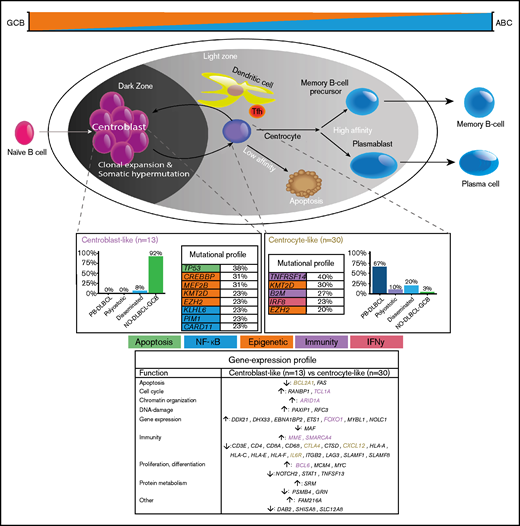 Mechanistical overview of GCB development related to PB-DLBCL and NO-DLBCL-GCB and their identified specific GEP patterns and molecular profiles. As described by Li et al.,8 and corresponding with our GEP analysis showing an increased expression of BCL2A1 and IL6R, PB-DLBCL preferentially originated in the GC early LZ of B-cell development, indicating a centrocyte-like phenotype. The predominant centrocyte-like GCB phenotype in PB-DLBCL was subsequently supported by frequently mutated GCB-associated genes, such as B2M, EZH2, IRF8, and TNFRSF14, culminating in superior survival. In addition, PB-DLBCL exhibited significantly (P < .001) increased expression of immune response genes (CTLA4 and CXCL12), and together with frequent mutations in B2M and TNFRSF14, they are important for immune surveillance, suggesting that evasion from immune surveillance is crucial for PB-DLBCL to survive in their osseous environment. In contrast, upregulation of BCL6, MME, MYBL1, SMARCA4, and TCL1A suggested a centroblast-like constitution for NO-DLBCL-GCB. Accordingly, high expression of FOXO1, a centroblast hallmark and imperative for sustaining the GC DZ,62-65,69 was specifically identified in NO-DLBCL-GCB. Furthermore, elevated expression levels of ARID1A and SMARCA4 (both involved in chromosome organization) were found in NO-DLBCL-GCB. Together with frequent mutations in genes involved in epigenetics (CREBBP and MEF2B) and TP53 mutations, this indicates that, unlike immune evasion in PB-DLBCL, survival of NO-DLBCL-GCB is critically dependent on deregulation of chromosome organization and reduction of p53 activity. Our results thus emphasize that PB-DLBCL can be recognized as a distinct extranodal DLBCL, with a GCB-centrocyte-like phenotype, a specific GEP pattern, and a unique GCB-associated molecular constitution, reflecting favorable prognosis. Purple color indicates genes related to a centroblast-like phenotype, whereas brown-colored genes are related to a centrocyte-like phenotype.