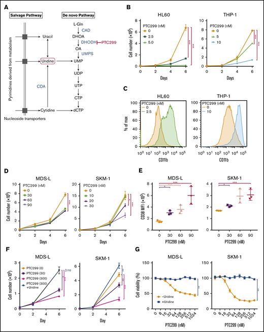 PTC299 inhibits the proliferation of MDS cell lines. (A) Schematic representation of the pyrimidine synthesis pathway. CAD, carbamoyl-phosphate synthetase 2, aspartate transcarbamylase, and dihydroorotase; CDA, cytidine deaminase; UMPS, UMP synthase. (B) Growth of HL-60 and THP-1 AML cells treated with the indicated concentrations of PTC299. The numbers of viable cells are shown as means ± SD (n = 3). ****P < .001 by a 1-way ANOVA. (C) Flow cytometric histograms showing CD11b expression levels on HL-60 and THP-1 cells treated with the indicated concentrations of PTC299 for 7 days. (D) Growth of MDS-L and SKM-1 MDS cells treated with the indicated concentrations of PTC299. The numbers of viable cells are shown as means ± SD (n = 3). *P < .05, ***P < .001 by 1-way ANOVA. (E) Mean fluorescent intensity (MFI) of CD38 on MDS-L and SKM-1 cells treated with the indicated concentrations of PTC299 for 7 days. Data are shown as means ± SD (n = 3). *P < .05, **P < .01, ***P < .001 by 1-way ANOVA. (F) MDS-L and SKM-1 cells were treated with PTC299 in the presence of an excess of uridine (100 μM) for 7 days. The numbers of viable cells are shown as means ± SD (n = 3). *P < .05, **P < .01, ***P < .001; ns, not significant by 1-way ANOVA. (G) MTS assays showing the viability of MDS-L and SKM-1 cells treated with the indicated doses of PTC299 with or without 100 μM uridine on day 7 of culture. Data represent mean ± SD (n = 4). **P < .01 by the Student t test.