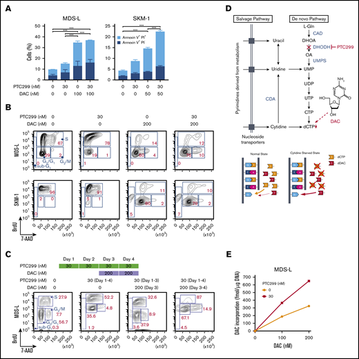 PTC299 enhances effects of decitabine. (A) Apoptosis induced by PTC299 and/or decitabine (DAC). MDS-L and SKM-1 cells were treated with PTC299 and/or DAC for 72 hours, stained with Annexin V and PI, and then analyzed by flow cytometry. Data are shown as mean ± SD (n = 3). *P < .05, **P < .01, ***P < .001 by 1-way ANOVA. (B) Cell-cycle status of MDS-L and SKM-1 cells treated with PTC299 and/or DAC for 72 hours. BrdU was added to the culture 2 hours before the analysis. (C) Cell-cycle status of MDS-L cells treated with PTC299 only for 48 hours followed by combination therapy with DAC. BrdU was added to the culture 2 hours before the analysis. (D) Schematic representation of the pyrimidine synthesis pathway and the target step in which DAC is incorporated into DNA. A proposed model of DAC incorporation into DNA in normal and cytidine starved states is depicted (bottom). (E) DAC incorporation into DNA in MDS-L cells in the presence of PTC299 for 24 hours. MDS-L cells were cultured in the presence of 0, 100, and 200 nM DAC for 24 hours with and without 30 nM PTC299. The amounts of DAC incorporated into DNA were assessed by an LC-MS/MS analysis.