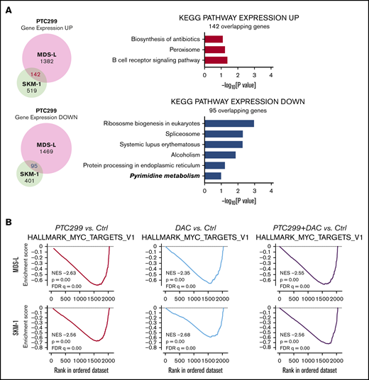 PTC299 downregulates c-MYC in MDS cells. (A) Venn diagram showing the overlap of down- (≤0.66-fold) or upregulated (≥1.5-fold) genes between MDS-L and SKM-1 cells treated with PTC299 relative to the DMSO control (left). Kyoto Encyclopedia of Genes and Genomes pathways enriched in overlapping genes (right) (B) GSEA plots showing the enrichment of MYC target genes in MDS-L (upper) and SKM-1 (lower) cells treated with PTC299 (left), DAC (center), and their combination (right) relative to control (Ctrl) cells. Normalized enrichment scores (NES), nominal P values (NOM), and false discovery rates (FDR) are indicated. (C-D) Quantitative reverse transcriptase-polymerase chain reaction (RT-PCR) analysis of c-MYC in MDS cells treated with the indicated doses of (C) PTC299 and (D) 30 nM PTC299, 200 nM DAC as a single agent or in combination for 48 hours. GAPHD was used to normalize the amount of input RNA. nd, not detected. Data are shown as the mean ± SD (n = 3). (E) Immunoblotting of the extracts from MDS-L cells treated with PTC299 and/or DAC. (F) Growth of MDS-L cells with exogenous c-MYC in the presence of PTC299. MDS-L cells transduced with the Tet-on c-MYC plasmid were cultured in the presence and absence of 30 nM PTC299. c-MYC expression was induced by adding 1 μg/mL doxycycline. (G) The proportions of cells at the indicated phases of cell cycle are shown. MDS-L cells with or without exogenous c-MYC were treated with PTC299 for 72 hours. BrdU was added to the culture 2 hours before the analysis. Data are shown as the mean ± SD (n = 3). *P < .05, **P < .01, ***P < .001; ns, not significant by 1-way ANOVA.