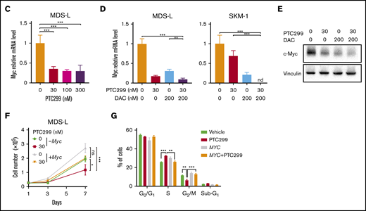PTC299 downregulates c-MYC in MDS cells. (A) Venn diagram showing the overlap of down- (≤0.66-fold) or upregulated (≥1.5-fold) genes between MDS-L and SKM-1 cells treated with PTC299 relative to the DMSO control (left). Kyoto Encyclopedia of Genes and Genomes pathways enriched in overlapping genes (right) (B) GSEA plots showing the enrichment of MYC target genes in MDS-L (upper) and SKM-1 (lower) cells treated with PTC299 (left), DAC (center), and their combination (right) relative to control (Ctrl) cells. Normalized enrichment scores (NES), nominal P values (NOM), and false discovery rates (FDR) are indicated. (C-D) Quantitative reverse transcriptase-polymerase chain reaction (RT-PCR) analysis of c-MYC in MDS cells treated with the indicated doses of (C) PTC299 and (D) 30 nM PTC299, 200 nM DAC as a single agent or in combination for 48 hours. GAPHD was used to normalize the amount of input RNA. nd, not detected. Data are shown as the mean ± SD (n = 3). (E) Immunoblotting of the extracts from MDS-L cells treated with PTC299 and/or DAC. (F) Growth of MDS-L cells with exogenous c-MYC in the presence of PTC299. MDS-L cells transduced with the Tet-on c-MYC plasmid were cultured in the presence and absence of 30 nM PTC299. c-MYC expression was induced by adding 1 μg/mL doxycycline. (G) The proportions of cells at the indicated phases of cell cycle are shown. MDS-L cells with or without exogenous c-MYC were treated with PTC299 for 72 hours. BrdU was added to the culture 2 hours before the analysis. Data are shown as the mean ± SD (n = 3). *P < .05, **P < .01, ***P < .001; ns, not significant by 1-way ANOVA.