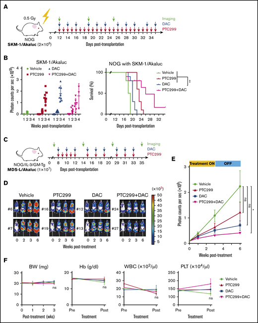 PTC299 and decitabine exert synergistic effects in the xenograft MDS model. (A) Schematic representation of the xenograft MDS model using NOG mice. Bioluminescence signals in NOG mice infused with 2 × 106 SKM-1/Akaluc cells via the tail vein. NOG mice were irradiated at a dose of 0.5 Gy just before transplantation. Starting on day 12 posttransplantation, recipient mice received vehicle once a day (QD) orally every day (n = 5), 10 mg/kg of PTC299 QD orally every day (n = 5), 0.3 mg/kg of DAC intraperitoneally 3 times per week (n = 5), and PTC299 and DAC (n = 5) for 3 weeks. (B) Quantification of photon counts from SKM-1/Akaluc cells in xenograft MDS mice. Bioluminescence signals taken by a photon-counting analyzer, are shown in the left panel. Akaluc activity in treated mice was detected weekly. A Kaplan-Meier survival curve is depicted in the right panel. The data shown were obtained from 2 independent experiments. **P < .01 by the log-rank test. (C) Schematic representation of the xenograft MDS model using NOG IL-3/GM-TG mice. Bioluminescence signals in NOG IL-3/GM-TG mice infused with 7.5 × 106 MDS-L/Akaluc cells via the tail vein. NOG IL-3/GM-TG mice were received transplantation without any preconditioning. Starting on day 8 posttransplantation, recipient mice received vehicle QD or 10 mg/kg of PTC299 QD orally for 5 consecutive days for the first week and followed by 3 days per week for 2 weeks (n = 7), and PTC299 and DAC (n = 7) for 3 weeks. DAC was administered in a dose of 0.3 mg/kg intraperitoneally 3 times per week. (D-E) Quantification of photon counts from MDS-L/Akaluc cells in xenograft MDS mice. Bioluminescence activity in treated mice was detected. (D) Images of bioluminescence signals in representative mice (2 mice each) at different time points during the treatment. € The quantitative photon count in each group. (F) Body weight (BW) and hemoglobin (Hb) levels of mice. Data are shown as the mean ± standard error of the mean. *P < .05; ns, not significant by 1-way ANOVA.