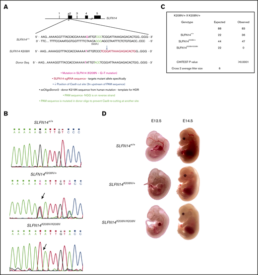 Generation of SLFN14 K208N mice using CRISPR-Cas9 gene editing and embryo development. (A) Schematic diagram of CRISPR-Cas9 gene-editing mechanism using human K219N donor oligonucleotide. (B) Wild-type, SLFN14K208N/+, and SLFN14K208N/K208N traces showing successful KI of G>T missense mutation (arrow). (C) Non-Mendelian inheritance pattern of SLFN14 K208N mice. χ2 square analysis shows significant deviation from Mendelian inheritance and prewean loss of homozygotes (P < .0001). Data are taken from 15 litters of heterozygote/heterozygote (cross 2) breeding pairs. (D) Representative images of backlit embryos taken at E12.5 and E14.5 (original magnification ×3). n = 3 to 9 embryos per genotype.