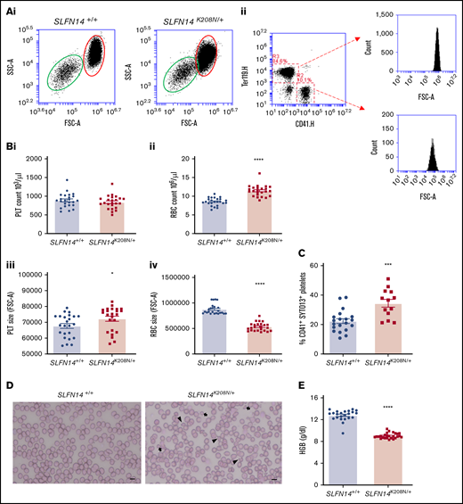 Hematological analysis of SLFN14K208N/+mice. (A) Flow cytometry–based counting of platelets and erythrocytes. (Ai) Flow cytometry forward scatter (FSC) and side scatter (SSC) plots showing size overlap of erythrocyte (red oval) and platelet (green oval) populations. (Aii) Gating method shown for double stain using CD41 (R2) and Ter119 (R3). Representative plots of n = 18 mice per genotype. (B) Platelet (PLT) (i) and erythrocyte (RBC) (ii) count and platelet (iii) and erythrocyte (iv) size from flow cytometry–based counting. Data are mean ± standard error of the mean (SEM); n = 18 mice per genotype. (C) Immature platelet fraction in SLFN14K208N/+ mice. CD41+ platelets were gated, and the immature platelet population was assessed by SYTO13 staining. Data are mean ± SEM; n = 13 to 20 mice per genotype. (D) Whole blood smears from wild-type and SLFN14K208N/+ mice. Blood smears were stained with H&E histological stain to view blood cell size and morphology. Poikilocytes (irregularly shaped cells; arrowheads) and microcytes (arrows) are shown. Representative images of n = 6 or 7 mice per genotype. Scale bar, 10 µm. (E) SLFN14K208N/+ mice are anemic. Hemoglobin levels were measured by an automated hematology analyzer in SLFN14K208N/+ mice and wild-type controls. Data are mean ± SEM; n = 23 to 26 mice per genotype. *P < .05, ***P < .001, ****P < .0001.