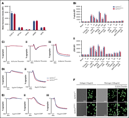 In vitro assessment of platelet function in SLFN14K208N/+mice. (A) Resting platelet surface glycoprotein expression levels. GP1ba+ platelets were costained for the indicated surface receptors in whole blood. Median fluorescence intensity (MFI) from 4 to 6 mice per genotype. Data are mean ± standard error of the mean (SEM); significance was assessed using Welch’s t test for multiple comparisons. (B) P-selectin (i) and activated αIIbβ3 (JON/A) (ii) expression on SLFN14K208N/+ mouse platelets in response to the indicated agonist stimulation. Data are MFI (mean ± SEM) for 9 mice per genotype per condition. Significance was assessed by Sidak’s 2-way analysis of variance. (C) Platelet reactivity in washed platelets in response to 0.01 U/mL (i), 0.03 u/mL (ii), or 0.06 U/mL (iii) thrombin. (D) Platelet reactivity in washed platelets in response to 1 µg/mL (i) or 3 µg/mL (ii) collagen. (E) Platelet reactivity in washed platelets in response 1 µg/mL (i), 3 µg/mL (ii), or 10 µg/mL (iii) collagen-related peptide. Representative traces of 3 to 6 mice per genotype per condition are shown. (F) Platelet spreading and adhesion in SLFN14K208N/+ mice. SLFN14K208N/+ platelets spread on collagen or fibrinogen under resting and thrombin-preactivated conditions (0.1 U/mL thrombin). Representative differential interference contrast and fluorescent phalloidin–stained images are shown from 3 mice per genotype/condition. Scale bar, 10 μm.