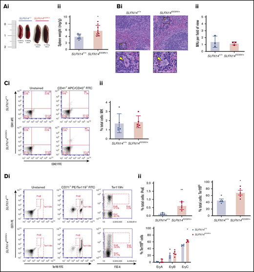 SLFN14K208N/+mice exhibit splenomegaly and extramedullary erythropoiesis. (Ai) Representative images of spleens from SLFN14K208N/+ and SLFN14+/+ mice. (Aii) Normalized spleen weight. Spleen weight/body weight (mg/g) from 8 or 9 mice per genotype. (Bi) Representative images of H&E-stained spleen sections from SLFN14K208N/+ and wild-type controls. Arrowheads indicate MKs. Scale bars, 50 µm. (Bii) Quantification of MK number per field of view. n = 3 mice per genotype, 10 or 11 fields of view per tissue sample. Analysis was conducted blind. (C) Quantification of MKs in spleen. (Ci) MK staining: MKs were identified by CD41 (αIIb) allophycocyanin (APC) and CD42 (GPIb) fluorescein isothiocyanate (FITC) double staining. (Cii) Proportion of MKs in spleen flow cytometry. (D) Quantification of erythroid progenitors in spleen. (Di) ProE staining: ProEs were identified as double-positive CD71 (transferrin receptor 1) phycoerythrin (PE) and Ter119 FITC cells (ProE gate). (Dii) Quantification of ProEs, increased Ter119+ cell population in SLFN14K208N/+ mice, and profile of Ter119hi cells by EryA, EryB, and EryC gates. (E) Quantification of MK-EB–primed MEPs in the spleen: MEPs were identified as a small population positive for CD71 (transferrin receptor 1) PE and CD41 (αIIb) APC (MEP). (Ei) Flow cytometry plots show a slight, but insignificant, increase in MEP cell numbers in SLFN14 K208N mice compared with wild-type. (Eii) MEP quantification. All spleen flow cytometry data and quantification are representative of 4 or 5 mice per genotype/staining condition. (F) Representative images of hemosiderin deposits in spleen sections of wild-type and SLFN14K208N/+ mice highlighted by Perls Prussian blue staining. Scale bars, 50 µm. n = 3 mice per genotype. *P < .05, **P < .01, Student t test.