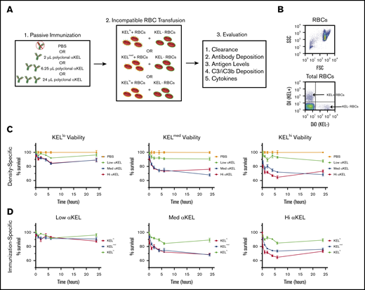 KEL-specific RBC clearance varies by antigen density and passive immunization. (A) Schematic for experimental design. (B) Representative flow plot illustrating gating strategy of DiI-labeled KEL+ RBCs and DiO-labeled KEL-negative (KEL−) RBCs. (C) KEL+ RBC survival at 10 minutes, and 1, 2, 4, 6, and 24 hours posttransfusion in WT B6 mice immunized with a phosphate-buffered saline (PBS) control (orange) or with low (lo, green), medium (med, blue), or high (hi, red) dosages of anti-KEL antibodies (αKEL). (D) KELlo (green), KELmed (blue), or KELhi (red) RBC survival in WT B6 mice at 10 minutes, and 1, 2, 4, 6, and 24 hours after transfusion. The same RBC survival data are plotted in 2 ways to demonstrate the key variables of antigen density (C, density-specific) and concentration of passive immunization (D, immunization-specific). Error bars represent mean ± standard error of the mean (SEM). n = 5-7 mice per group. (C-D) represents data reproduced 3 times.