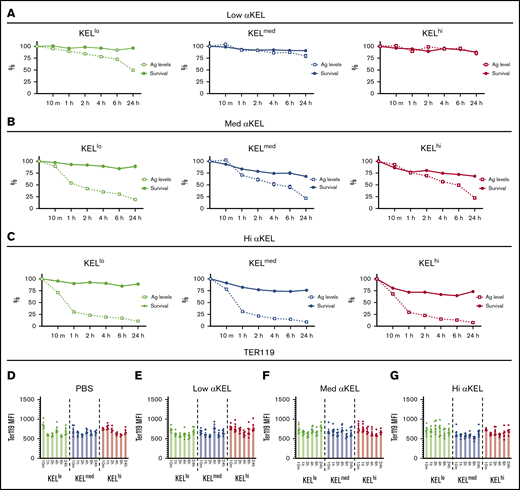 Anti-KEL antibodies induce changes in KEL antigen levels independent of KEL RBC clearance. (A) KELlo (green), KELmed (blue), and KELhi (red) RBC survival was plotted against KEL antigen levels relative to nonimmunized recipients at 10 minutes, and 1, 2, 4, 6, and 24 hours posttransfusion in recipients immunized with 2 µL anti-KEL antibodies (low αKEL). (B) KELlo (green), KELmed (blue), and KELhi (red) RBC survival was plotted against KEL antigen levels relative to nonimmunized recipients at 10 minutes, and 1, 2, 4, 6, and 24 hours posttransfusion in recipients immunized with 6.25 µL anti-KEL antibodies (med αKEL). (C) KELlo (green), KELmed (blue), and KELhi (red) RBC survival was plotted against KEL antigen levels relative to nonimmunized recipients at 10 minutes, and 1, 2, 4, 6, and 24 hours posttransfusion in recipients immunized with 24 µL anti-KEL antibodies (hi αKEL). (D-G) Ter119 levels on KELlo (green), KELmed (blue), and KELhi (red) were evaluated at 10 minutes, and 1, 2, 4, 6, and 24 hours posttransfusion by flow cytometric examination. Error bars represent mean ± SEM. n = 5-7 mice per group. Each panel represents data reproduced 3 times.
