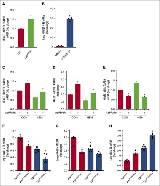 PPARγ activates HUWE1 expression and decreases p65 levels. (A,C-E) HPAECs were transfected with green fluorescent protein (GFP) or AdPPARγ (25 multiplicity of infection) constructs for PPARγ overexpression. After 6 hours, HPAECs were then incubated for an additional 72 hours with DMSO vehicle (CON) or HEM (5 µM). Real-time qPCR was performed for HUWE1 (A,C), miR-98 (D), or p65 (E). Each bar represents mean ± SEM HUWE1, miR-98, or p65 level relative to GAPDH or RNU6B expressed as fold change vs cells treated with GFP. *P < .05 vs GFP or CON/AdPPARγ(−); +P < .05 vs HEM/AdPPARγ(−), n = 5 to 6. (B) Whole lungs were collected from littermate control (FulCon) or endothelial-targeted PPARγ overexpression (ePPARγOX) mice. Levels of lung HUWE1 were measured with real-time qPCR and expressed relative to lung GPADH mRNA. *P < .05 vs FulCon, n = 6. (F-H) The chimeric SSePPARγKO mice were generated by transplanting SCD bone marrow from Townes mice using methods we previously published50-53 into ePPARγKO mice as we have reported.42,54 ePPARγKO mice were irradiated and transplanted with SS bone marrow. Whole lung homogenates were collected from littermate control (AALitCon and SSLitCon) and chimeric (AAePPARγKO and SSePPARγKO) mice. Real-time qPCR was performed on lung tissue. Lung HUWE1 (F), miR-98 (G), or p65 (H) levels are expressed relative to 9S or RNU6B normalized to CON values. Each bar represents the mean ± SEM. *P < .05 vs AALitCon; +P < .05 vs + SSLitCon, n = 3 to 7.