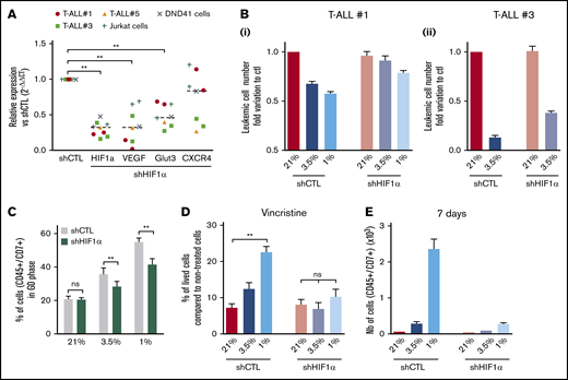 Implication of HIF-1α in hypoxia-related T-ALL chemoresistance. (A) Relative mRNA expression of HIF-1α, Glut3, VEGF, and CXCR4 genes in shHIF-1α/T-ALL reported to levels measured in shCTL/T-ALL controls. Every dot represents gene levels of 1 experiment compared with β2m reporter gene levels. Tested on T-ALL #1, T-ALL #3, T-ALL #5, Jurkat, and DND41 cell lines. Shown are results of a total of 8 experiments. (B) Number of shCTL/T-ALL and shHIF-1α/T-ALL cells after 4 days of coculture with MS5-DL1 stromal cells in normoxia or in hypoxia. Data are expressed as fold variation compared with control (shCTL 21%). Tested in triplicate in every experiment. T-ALL #1, n = 6exp (i); and T-ALL #3, n = 2exp (ii). (C) Decreased HIF-1α modifies T-ALL cycling in hypoxia. Shown is the proportion of shCTL/T-ALL and shHIF-1α/T-ALL cells in G0 phase in normoxia or in hypoxia. Shown are mean ± SEM of cultures with T-ALL #1 and T-ALL #3, n = 4exp. (D) Decreased HIF1α increases chemosensitivity of T-ALL in hypoxia. Shown are the percentages of lived shCTL/T-ALL and shHIF-1α/T-ALL cells recovered after treatment during 72 hours with vincristine compared with nontreated cells. Every experiment was done in triplicate. Shown are mean ± SEM of cultures with T-ALL #1 and T-ALL #3, n = 8exp. (E) Leukemic cell production after 7 days in normoxia without treatment, following shCTL/T-ALL and shHIF-1α/T-ALL cell treatment with vincristine in normoxia or hypoxia. Shown are mean ± SEM of technical triplicates of 1 experiment on T-ALL #1. (F) Survival of mice transplanted with 1000 shCTL/T-ALL or shHIF-1α/T-ALL cells isolated after cultures in normoxia or in hypoxia in presence of 10 nM vincristine. T-ALL #1, 5 mice per condition. Statistics were determined using the Wilcoxon test (A, C) or Friedman test (D-E) and the log-rank (Mantel-Cox) test for mice survival: **P < .01, ***P < .001. exp, experiment.