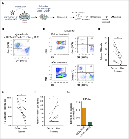 Role of HFI-1α in the development and sensitivity of T-ALL in vivo. (A) Protocol of the experimental settings. T-ALL#1 was transduced with shCTL (Cherry+) or shHIF-1α (GFP+) vectors. Sorted shHIF-1α (GFP+) cells were mixed at a 1:1 ratio with sorted shCTL (Cherry+) cells. A total of 10 000 mixed leukemic cells were transplanted into NSG recipients. (B) Plots of the flow cytometry analysis of the GFP+/Cherry+ cell mixture before mice injection. (C) The NSG mouse recipients were monitored for T-ALL development by BM cell samplings 9 weeks after transplantation. Shown are representative plots from mouse #3. GFP+/Cherry+ percentage are given relative to gated human CD45+ T-ALL cells before and after chemotherapeutic treatments. (D) Efficacy of chemotherapy in 6 mice measured before and after 1 week of drug treatment. The percentage of human CD45+ leukemic cells in the BM is shown for each mouse. (E) Percentage of shHIF-1α/GFP+ cells and (F) of shCTL/Cherry+ cells in human CD45+ leukemic cells before and after treatment of mice. (G) HIF1α expression in T-ALL#1 after transplantation in immune-deficient mice. Shown are results from the BM of 2 mice. BM cells were recovered after 1 week of chemotherapy treatment. Statistics were determined using the Wilcoxon test: *P < .05.