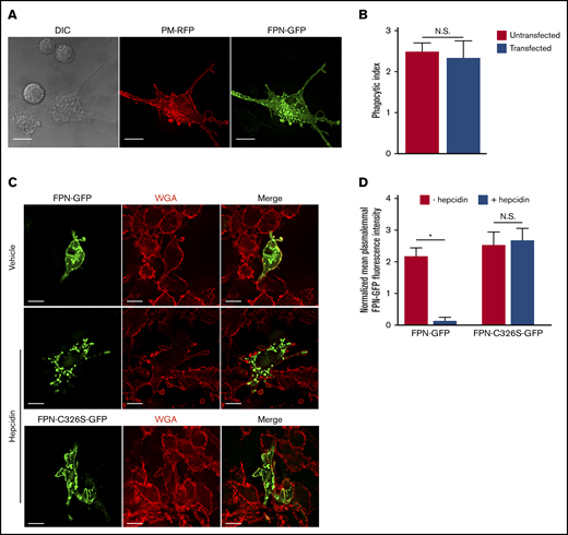 FPN-GFP localizes to the plasmalemma and is responsive to hepcidin. (A) RAW cells were cotransfected with PM-RFP (red) and pTF1 (green) and then fixed. Scale bars, 20 μm. (B) Graph depicts the average number of phagocytosed beads per cell in untransfected (ie, GFP-negative) RAW cells or RAW cells transfected with pTF1 encoding FPN-GFP. Data are the mean ± standard deviation (SD) derived from 3 independent experiments. Statistical significance was determined using an unpaired Student t test. (C) The responsiveness of wild-type FPN fused to GFP and a C326S mutant of FPN fused to GFP to hepcidin treatment is shown. RAW macrophages expressing each GFP fusion protein were treated for 2 hours with vehicle control or recombinant hepcidin (400 nM). Prior to the addition of hepcidin or vehicle control, RAW macrophages were treated with 50 μg/mL cycloheximide for 2 hours. Prior to fixation, macrophages were labeled with TRITC-WGA to mark the macrophage plasmalemma. (D) Quantitation of the mean GFP fluorescence normalized to TRITC-WGA fluorescence at the plasmalemma is shown. The data are the mean ± standard error of the mean (SEM) of 3 independent experiments with at least 36 cells analyzed for each condition. Statistical significance was determined by a paired Student t test, *P < .05. Images represent fixed samples of the indicated conditions and were acquired using widefield fluorescence microscopy. N.S., not significant.