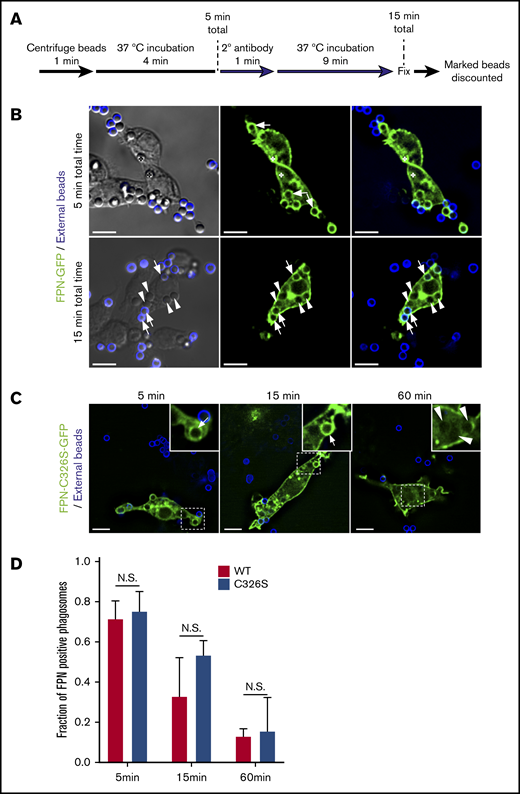 FPN-GFP is rapidly depleted from the phagosomal membrane independently of hepcidin. (A) Schematic depicts the strategy employed to define phagosome “age.” For both time points shown, any bead or phagosome containing a fluorescent bead was excluded from the analysis for FPN-GFP positivity. (B) The distribution of FPN-GFP in relation to phagosomes that can only have existed for a maximum of 5 and 15 minutes is shown. The white arrows point to beads that are demarcated by FPN-GFP, whereas the arrowheads point to beads that have lost the GFP signal. The asterisks in the top row of micrographs highlight 2 beads that can be seen in the DIC but are outside of the fluorescence focal plane and that do show FPN-GFP accumulation. The images shown were acquired from paraformaldehyde-fixed samples and are a z-projection representing the cumulative signal from 5 consecutive z-positions acquired by widefield fluorescence microscopy. Scale bars, 10 μm. (C) RAW macrophages expressing a hepcidin-resistant mutant (C326S) of FPN fused to GFP (FPN(mut)-GFP) was exposed to IgG-opsonized beads. The distribution of FPN(mut)-GFP at the phagosomal membrane was monitored by microscopy at 5, 15, and 60 minutes postaddition of phagocytic targets. The dashed box demarcates the area of the cell presented in the insets. The white arrows point to FPN-positive phagosomes, whereas arrowheads point to FPN-negative phagosomes. Fluorescent micrographs were acquired by widefield microscopy and were taken of fixed cells at the indicated time points. Scale bars, 10 μm. (D) Quantitation of the fraction of FPN-positive phagosomes at the indicated time points is shown for RAW macrophages expressing wild-type FPN or the hepcidin-resistant mutant. The data are the mean ± SEM of 3 independent experiments. Statistical significance was determined by unpaired Student t test at each time point.