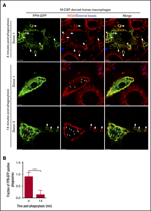 FPN-GFP expressed in primary human M-CSF–derived macrophages is rapidly removed from phagosomes. (A) Primary human macrophages, transduced with a lentivirus-producing FPN-GFP, are shown after having been exposed to IgG opsonized for only 4 minutes (top row) or 14 minutes (middle and bottom rows). Shown at the 14-minute time point are macrophages from 2 independent PBMC donors. Extracellular beads (in blue) at 4 and 14 minutes were marked with an anti-human AlexaFluor-647-conjugated secondary antibody. The macrophage plasmalemma was labeled with TRITC-conjugated WGA (in red). The white arrows point to FPN-GFP–positive phagosomes, whereas the arrowheads point to FPN-GFP–negative phagosomes that are present at the 14-minute timepoint. The representative micrographs were taken of fixed samples using laser scanning confocal microscopy. Scale bars, 10 μm. (B) The fraction of FPN-GFP–positive phagosomes in primary human M-CSF–derived macrophages expressing FPN-GFP at 4 and 14 minutes postphagocytosis is shown. These data derive from 2 independent experiments using 2 independent blood donors, and the graph represents the mean ± SD. Statistical significance was determined using an unpaired Student t test with a Welch’s correction. ****P < .0001.