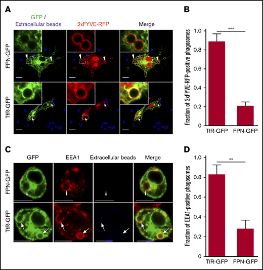 FPN is removed from the early phagosome and differs from TfR recycling. (A) The laser scanning confocal fluorescent micrographs depict RAW macrophages expressing FPN-GFP (top row) or TfR-GFP (bottom row) (both in green) and the PI(3)P biosensor 2×FYVE-RFP (red) that were allowed to phagocytose IgG-coated beads for 10 minutes. After fixation, the presence of phagosomal FPN-GFP, TfR-GFP, and 2×FYVE-RFP was analyzed. Arrows indicate a TfR and 2×FYVE-positive phagosome, whereas arrowheads indicate FPN-negative but 2×FYVE-positive phagosomes. Scale bars, 10 µm. (B) The graph depicts the fraction of 2×FYVE-positive phagosomes that are also positive for either FPN- or TfR-GFP. The data represent the mean ± SD derived from ≥56 phagosomes from at least 3 independent experiments. Statistical significance was determined using an unpaired Student t test with a Welch’s correction. (C) The confocal fluorescent micrographs also depict RAW macrophages expressing either FPN-GFP or TfR-GFP (in green) that were fixed and immunostained for endogenous EEA1 (in red) using rabbit anti-EEA1 antibody followed by anti-rabbit Cy3-conjugated secondary. The cells were allowed to phagocytose IgG opsonized beads for 10 minutes prior to fixation and staining. Scale bars, 10 μm. The white arrows point to phagosomes that are TfR positive and EEA1 positive, whereas the arrowheads point to representative phagosomes that are FPN negative yet are EEA1 positive. Scale bars, 10 μm. (D) The graph depicts the fraction of EEA1-positive phagosomes at 10 minutes post–bead exposure that are either TfR-GFP or FPN-GFP positive. The data are the mean ± SD of 3 independent experiments, and statistical significance was determined by an unpaired Student t test with a Welch’s correction. **P < .01; ***P < .001.