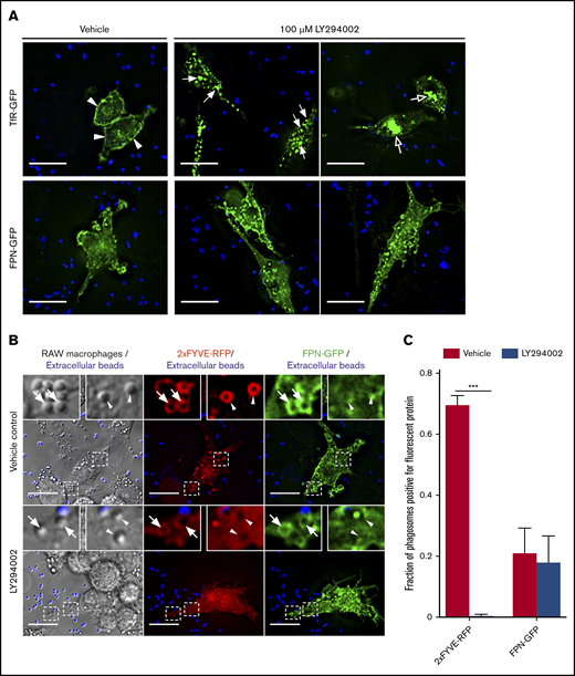 PI3K inhibition by LY294002 treatment does not perturb FPN-GFP removal from phagosomes. (A) The effect of PI3K inhibition by LY294002 on the distribution of TfR-GFP and FPN-GFP is shown. RAW cells transfected with either TfR-GFP (top row) or FPN-GFP (bottom row) were pretreated with 100 μM LY294002 or with a vehicle control for 30 minutes. IgG-coated beads were then added to initiate phagocytosis, and cells were fixed 30 minutes after addition. Extracellular beads were labeled fluorescently (blue). Scale bars, 20 µm. (A) Arrowheads highlight the presence of TfR-GFP primarily at the plasma membrane in vehicle control–treated cells. Filled arrows emphasize enlarged TfR-GFP–containing endosomal vesicles, and open arrows indicate the perinuclear accumulation of TfR-GFP in LY294002-treated cells. The images acquired by widefield fluorescence microscopy are representative of at least 3 independent experiments. (B) The widefield fluorescent micrographs depict RAW cells expressing the PI(3)P-biosensor 2×FYVE-RFP (in red) and FPN-GFP (green) were pretreated with dimethyl sulfoxide (vehicle control) or 100 μM LY294002 (PI3K inhibitor) for 10 minutes. IgG-coated beads (1 μm in size) were added for 10 minutes to allow for phagocytosis prior to fixation. Beads that were not phagocytosed were marked with an AlexaFluor-647 secondary antibody prior to fixation and are colored blue. Arrowheads indicate FPN-negative phagosomes, whereas arrows indicate FPN-positive phagosomes. Scale bars, 20 µm. (C) The graph depicts the fraction of phagosomes positive for 2×FYVE-RFP or FPN-GFP from either vehicle control or LY294002-treated cells. The data represent the mean ± SEM from ≥100 phagosomes from 3 independent experiments. Statistical significance was determined using unpaired Student t tests with a Welch’s correction, where ***P < .001.