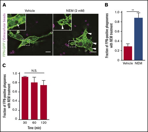 Treatment of macrophages with NEM inhibits removal of FPN from the limiting phagosomal membrane. (A) RAW macrophages expressing FPN-GFP having phagocytosed biotinylated IgG-opsonized beads for 2 minutes prior to treatment with 2 mM NEM or vehicle control are shown. Extracellular beads (in magenta) were detected upon addition of NEM or vehicle by also adding AlexaFluor-647 conjugated avidin to the cells. Macrophages were fixed after 15 minutes, and the distribution of FPN-GFP around Alexa-647–negative phagosomes was analyzed. The hashed box demarcates the area of cells depicted in the insets. White arrows point to phagosomes that are FPN-GFP negative, whereas arrowheads point to sealed phagosomes (ie, that are avidin negative) that are FPN-GFP positive. Images were acquired using widefield fluorescence microscopy. Scale bars, 10 μm. (B) The graph depicts the fraction of FPN-GFP–positive phagosomes in the presence and absence of NEM 15 minutes after the addition of IgG targets. Note NEM was added 2 minutes after the addition of beads. The data are the mean ± SEM of 3 independent experiments. Statistical significance was determined by an unpaired Student t test, with a Welch’s correction; **P < .01. (C) The graph depicts the fraction of FPN-GFP–positive phagosomes in the presence of NEM at the indicated times on the x-axis. The data are the mean ± SEM of 3 independent experiments. Statistical significance was determined by 1-way analysis of variance with a Bonferroni multiple comparisons test.