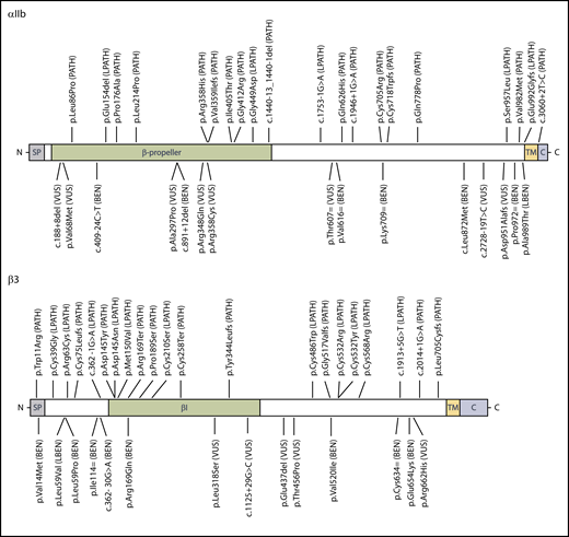 Schematic representation of integrin αIIbβ3 major domains in relation to 70 pilot variants with their final PD-EP classification. Integrin αIIbβ3 subunits αIIb (top) and β3 (bottom) each possess a signal peptide (SP), an extracellular domain involved in ligand binding (β propeller and βI, respectively), a transmembrane (TM) domain, and a cytoplasmic domain (C). Clinically actionable variants (PATH, LPATH) are shown above the protein schematics; VUS, LBEN, and BEN variants are shown below.