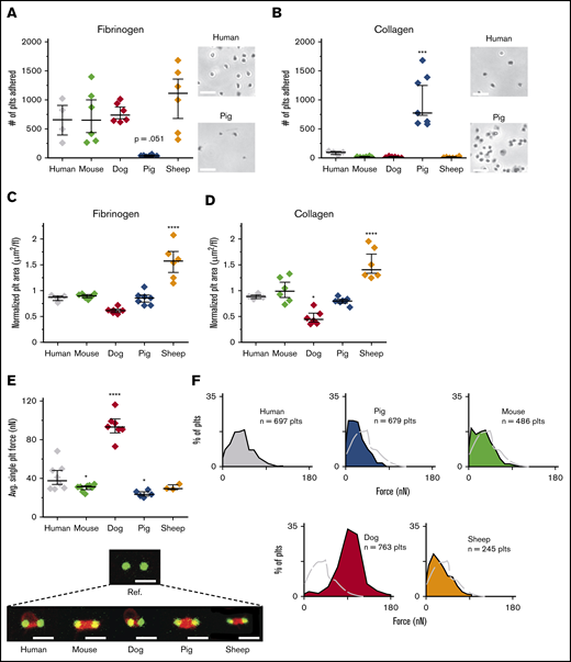 Single-platelet biophysics highlight differences among common models of hemostasis and thrombosis. Although murine, canine, ovine, and human platelets adhere similar to fibrinogen (A) and collagen (B), porcine platelets exhibit the opposite pattern, in which adhesion to collagen is significantly higher than adhesion to fibrinogen. Bright-field images at original magnification of ×30 were obtained demonstrating stark differences in adhesion between human and porcine platelets. Bars represent 10 μm. Using the platelets from the adhesion assays, we measured their spreading area on fibrinogen (C) and collagen (D), normalizing the spreading area by dividing by the mean platelet volume (MPV). The accounting of the platelet volume showed that murine platelets spread to similar surface areas, as compared with human platelets on both fibrinogen and collagen. Compared with other species, ovine platelets exhibited increased spreading on those surfaces. Adhesion and spreading data are shown as median ± standard error of the mean (SEM; n = 4, 6, 6, 7, and 6 for humans, mice, dogs, pigs, and sheep, respectively). All species were compared with humans, and statistical significance was determined by 1-way ANOVA followed by Tukey’s multiple-comparisons test. *P ≤ .05, ***P ≤ .001, ****P ≤ .0001. (E) Platelets from dogs generated single-platelet forces that were 230% higher than that of human platelets, whereas ovine and murine platelets contracted the most similarly at 75% and 73% the force of human platelets, respectively. Representative single-platelet contraction confocal images are shown for each species, with a reference image. All species were compared with humans, and statistical significance was determined by mixed model, to account for within-subject variation. Bars represent 4 μm. Contraction force data are shown as median ± SEM (n = 8, 8, 7, 5, and 3 for humans, mice, dogs, pigs, and sheep, respectively). *P ≤ .05, ****P ≤ .0001. (F) Because our system allows for the generation of single-platelet forces at high throughput, force profiles generated for each species further highlight the stark differences between humans and dogs.