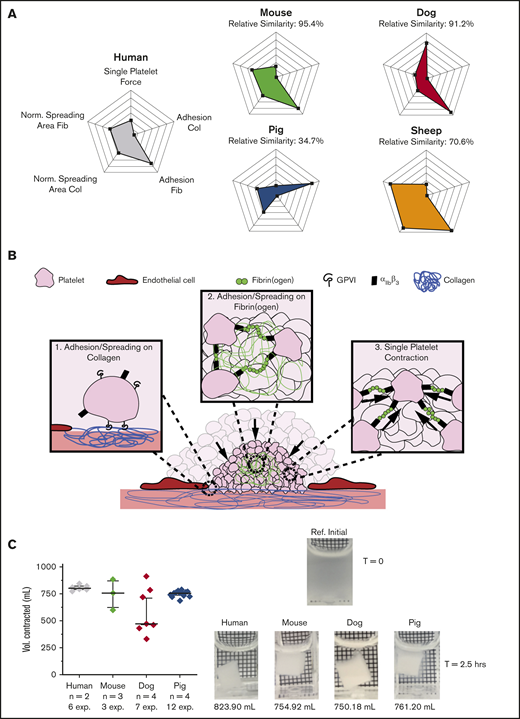 Bulk clot contraction integrates multiple single-cell biophysical parameters and demonstrates that the differences in single-platelet biophysics that exist across species attenuate during clot formation. (A) When observed collectively in 5 single-platelet assays (ie, including single-platelet contraction cytometry, adhesion on fibrinogen and collagen, and spreading area on fibrinogen and collagen), the murine platelet exhibited the most similarity to the human platelet, with a relative similarity of 95.4%. Mean and standard deviations were obtained for all single-platelet experiments for each species, and the percentage relative to humans was calculated. (B) The clotting environment requires a multitude of biophysical interactions. In the early stages, it requires platelet adhesion and spreading to collagen on the damaged vessel wall and platelet adhesion and spreading within a clot through fibrin(ogen) interactions linking platelets together. In the later stages of clot formation, platelets undergo canonical contraction to stabilize the clot. (C) An assay that combines many of these different aforementioned biophysical parameters and takes into account the entire clot formation process is volumetric bulk clot contraction. When focusing on this assay alone, we found that, despite all the single-platelet biophysical differences we noted in adhesion, spreading, and platelet contraction forces between species, there were no significant differences in bulk clot contraction between species. This result leads to the conclusion that biophysical differences attenuate during bulk clot formation, as deficiencies in some biophysical aspects could be overcome by surpluses in others. Bulk contraction data are shown as median ± standard error of the mean. All species were compared with humans, and statistical significance was determined by mixed model, to account for multiple experiments performed on the same subjects. A reference image and representative bulk clot images for each species are shown.