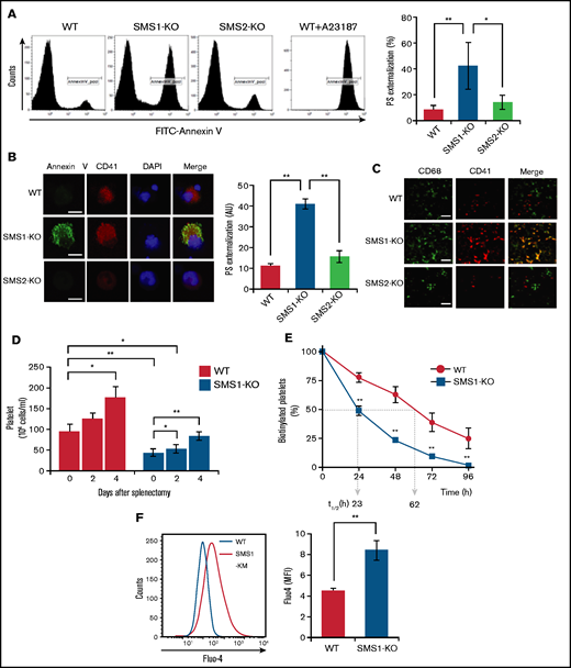PS exposure and Ca2+ influx in platelets and MKs. (A) Membrane PS on platelets from SMS1-KO or WT mice (n = 3 per group) was stained with FITC-conjugated annexin V (FITC–annexin V) and detected by using flow cytometry. WT mouse platelets were pretreated with calcium ionophore A23187 for 10 minutes before PS staining. The percentages of FITC-annexin V–positive platelets (CD41+) are presented. (B) MKs were stained with FITC–annexin V and anti–CD41-phosphatidylethanolamine (PE). The nuclei were then counterstained with 4,6-diamidino-2-phenylindole (DAPI), and images were obtained with confocal microscopy. The fluorescent intensity of FITC–annexin V was quantified with ImageJ software and is presented in arbitrary units (AU). Scale bar, 20 µm. Values show the mean ± standard deviation. (C) Sections of mouse spleen were stained with Alexa Fluor 488–conjugated anti-CD68 antibody and anti–CD41-PE, and then observed with fluorescent microscopy. Scale bar, 50 µm. (D) Splenectomy was performed in WT and SMS1-KO mice (n = 3-5 each). Blood was then collected from the tail vein, and platelet numbers were counted on the indicated day after surgery. Values show the mean ± standard deviation. (E) WT (n = 5) and SMS1-KO (n = 3) mice were intravenously injected with N-hydroxysuccinimide ester (NHS)-conjugated biotin. Platelets were then isolated from whole blood collected at the indicated time points and stained with FITC-conjugated anti-CD41 antibody and allophycocyanin-conjugated streptavidin. The biotinylated platelets were analyzed with flow cytometry. t1/2 represents the half-life of platelets in hours. Values show the mean ± standard deviation. (F) Platelets from WT (n = 4) and SMS1-KO (n = 4) mice were stained with Furo-4 AM and anti–CD41-PE and then analyzed with flow cytometry. The intracellular Ca2+ levels in platelets were detected by measuring the Furo-4 AM fluorescence intensity and are presented as mean fluorescent intensity (MFI). Values show the mean ± standard deviation. *P < .05; **P < .005.
