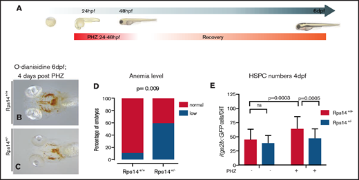 Hemolytic stress augments the hematopoietic phenotype in Rps14+/− mutants and is rescued by imiquimod. (A) Hemolytic stress experiment. (B-C) Representative views (ventral) of rps14+/+ and rps14+/− siblings treated as in panel A and stained with o-dianisidine at 6 dpf. Rps14+/− mutants demonstrate a clear anemic phenotype, quantified in panel D. (E) Effect of hemolytic stress on HSPCs. Statistical comparisons were performed with Fisher’s exact test (D) or ANOVA (E).