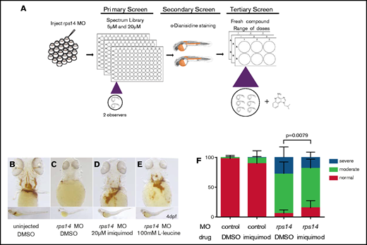 Small-molecule screening for modifiers of anemia in Rps14 deficiency identifies imiquimod. (A) The screening design. (B-E) Rps14 4-dpf morphants and controls treated with DMSO, l-leucine, or imiquimod were stained for hemoglobin with o-dianisidine. Ventral views of the head (top) and lateral (bottom) views, with the anterior facing left and the dorsal facing upward. (F) Semiquantitative analysis of the effects of imiquimod on the severity of hemoglobinization. Imiquimod improved the level of hemoglobinization compared with the DMSO control. Statistical comparisons performed by Fisher’s exact test. Original maginfication x80 for panels B-E.