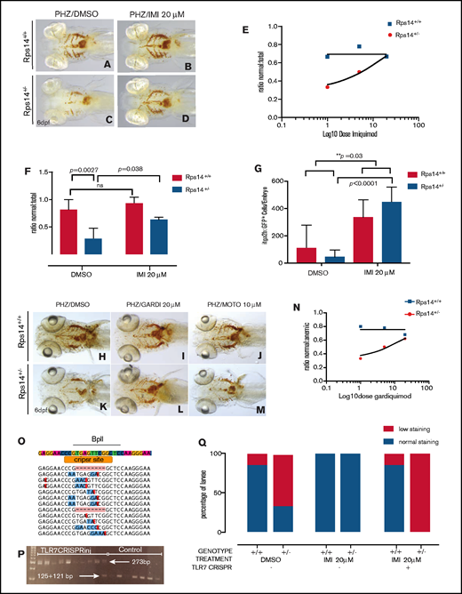 Imiquimod exerts its effect on Rps14-deficient anemic embryos via on-target activation of TLR7 (A-D) Ventral views of 6-dpf embryos stained with o-dianisidine, treated with PHS to induce hemolytic stress or with DMSO (A,C) or with PHZ and imiquimod (B,D). Imiquimod rescued stress-induced anemia. (F) Quantified as the normal/total ratio of embryos across 3 replicates at a concentration of 20 µM. (E) Effect of imiquimod analyzed across the dose range, analyzed by nonlinear regression. (G) Flow cytometric analysis of rps14E8fs;Tg(itga2b:GFP) single embryos exposed to hemolytic stress and then treated with DMSO or imiquimod. Imiquimod enhanced the itga2b:GFPlo cells, and the effect was most marked in the Rps14+/− embryos, where there was a significant interaction between the drug and genotype. (H-M) Ventral views of 6-dpf embryos stained with o-dianisidine, treated to induce hemolytic stress (PHZ) and with DMSO (H,K), gardiquimod (I,L), or motolimod (J,M). Gardiquimod, but not motolimod, rescued the stress-induced anemia in Rps14+/− embryos. (N) The gardiquimod rescue effect analyzed across dose range by nonlinear regression. Tlr7 knockout was validated using Miseq (O) and restriction enzyme digest with BplI (P), which digested only the WT. (Q) Knockout of Tlr7 abrogated the rescue of anemia by imiquimod. Original magnification x80.