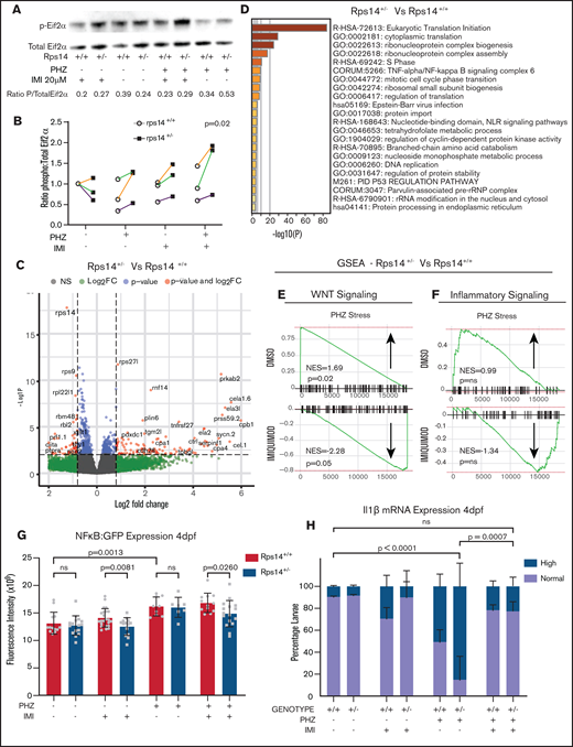 RNA sequencing analysis of HSPCs shows the effects on WNT and inflammatory signaling pathways. (A) Representative western blot of p-Eif2α (phosphoserine 51) and Eif2α total in Rp14 mutants at 6-dpf exposed to PHZ and/or imiquimod. (B) Normalized ratio (to untreated WT) of p-Eif2α/total Eif2α shown in 3 experiments, represented by different colored lines. The P-value refers to the effect of genotype on the ratio. (C) Differential gene expression of Rps14+/− vs Rps14+/+ embryos shown as a volcano plot for all conditions combined. Rps14 is shown in bold. (D) Metascape Pathway Analysis of Rps14+/− vs Rps14+/+ differentially expressed genes showing the top 20 enriched pathways. (E-F) GSEA analysis comparing Rps14+/− with Rps14+/+ in DMSO-treated vs imiquimod-treated HSPCs. (E) Negative regulation of WNT signaling was enriched in Rps14+/− vs Rps14+/+ DMSO-treated HSPCs, and the effect was reversed in imiquimod-treated HSPCs. (F) Similarly, inflammatory signaling was enriched in Rps14+/− vs Rps14+/+ DMSO-treated HSPCs but suppressed in imiquimod-treated HSPCs. (G) Quantification of total fluorescence of NFKβ/GFP at 4 dpf shows an increase with PHZ stress but a decrease with imiquimod in Rps14+/− compared with Rps14+/+. (H) PHZ causes an increase in il1b expression by in situ hybridization in Rps14+/− which is rescued by imiquimod. Statistical comparisons are by 2-way ANOVA (B,H; genotype and condition) or ANOVA (G).