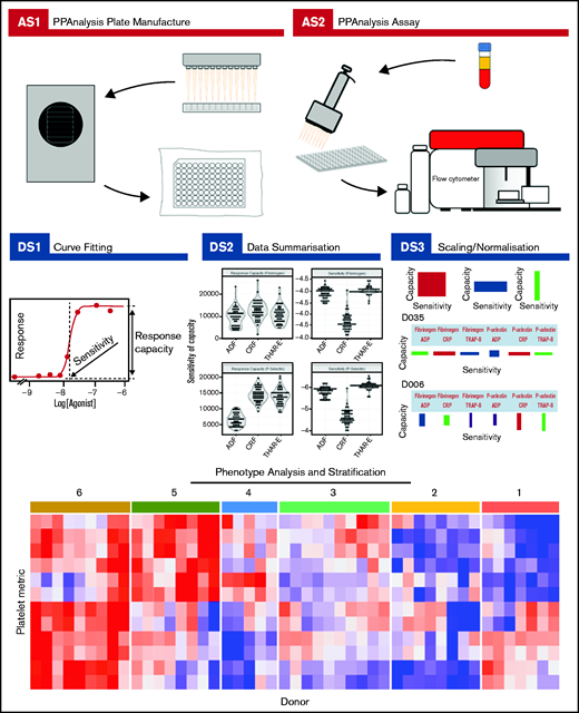 PPAnalysis workflow. A summary of PPAnalysis assay steps (AS) and data steps (DS). AS1, PPAnalysis plate is prepared, freeze-dried, and vacuum sealed. AS2, Flow cytometry assay is performed using platelet-rich plasma. DS1, Concentration-response curves are fitted to data, and sensitivity and response capacity metrics are collected. DS2, Data are summarized. DS3, Data are normalized, and barcodes are produced. Postanalysis hierarchical clustering and PCA are used to identify platelet function phenotypes. The heat map depicts platelet metrics in the rows and individual donor responses in the columns (red indicates high; blue indicates low). Numbers above the heat map correspond to the phenotypic groups identified by clustering.