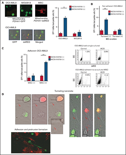Mitochondrial transfer from MSCs to AML cells is induced by OxPhos inhibition. (A) OCI -AML3 and MOLM13 cells were stably transfected with mitochondria-targeted PDHA1-GFP, and MSCs were transfected with PDHA1-dsRed (upper left panel). Confocal microscopy images at ×40 magnification. Representative confocal images of dual fluorescence (GFP and dsRed)–positive OCI-AML3 cells cocultured with MSCs in the presence of 30 nM IACS-010759 for 72 hours (lower left panel; yellow arrow: GFP and dsRed dual-positive cell). To quantitatively determine the rate of mitochondrial transfer, OCI-AML3 cells cocultured with MSCs were separated from the MSC monolayer by careful pipetting, and the GFP and dsRed dual-positive recipient cells per 100 GFP+ cells (n > 5) were counted at ×40 magnification by live-cell imaging with confocal microscopy (right panel). Laser scanning was used to obtain images under a confocal microscope. (B) To compare direct-contact to noncontact conditions, OCI-AML cells were cocultured with PDHA1-dsRed–transfected MSCs in direct contact or separated by a transwell insert and treated with IACS-010759 (30 nM) for 72 hours. OCI-AML3 cells cultured in direct-contact conditions were separated from the MSC monolayer by careful pipetting. dsRed-positive OCI-AML3 cells per 100 OCI-AML3 cells (n > 5) were counted at ×40 magnification by live-cell imaging with confocal microscopy. (C) PDHA1-GFP–transfected OCI-AML3 cells were treated with the OxPhosi IACS-010759 (30 nM) for 72 hours in the presence or absence of PDHA1-dsRed transfected MSCs. The rate of MSC-derived mitochondrial transfer in OCI-AML3 cells that adhered to MSCs was determined by flow cytometric analysis after depletion of MSCs with MACS as described in supplemental Materials and Methods. Representative flow cytometry plots are shown on the right . (D) Representative confocal microscopy images show the formation of TNTs and protrusion formation in OCI-AML3 cells after treatment with IACS-010759 under MSC coculture conditions. The red arrows indicate the transfer of MSC-derived mitochondria along TNTs. Confocal microscopy images at ×63 magnification. (E) OCI-AML3 cells were treated with the OxPhosi IACS-010759 (30 nM) for 48 hours in the presence of MSCs. Representative electron microscopy images show the IACS-010759–treated OCI-AML3 cells migrating to cocultured MSCs with mitochondrial transport to the leading edge of a protrusion, which was not observed in untreated (control) cells. Red arrows indicate mitochondria. Error bars in the graphs show the means ± SDs of the results from 3 independent experiments. **P < .01. SSC, side scatter.