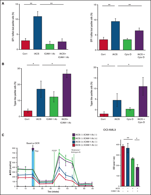 Blockade of ICAM-1 and actin polymerization inhibits mitochondrial transfer and increases cytotoxic effects of OxPhos inhibition. (A-B) PDHA1-GFP–transfected OCI-AML cells were cocultured with PDHA1-dsRed–transfected MSCs with or without IACS-010759 (30 nM) and/or an ICAM-1 neutralizing antibody (Ab) (25 μg/mL) (left) or cytochalasin D (Cyto D) (350 nM) (right). (A) To quantitatively determine the rate of mitochondrial transfer, the number of GFP and dsRed dual-positive recipient cells per 100 GFP+ cells was counted at ×40 magnification by live-cell imaging with confocal microscopy. Laser scanning was used to obtain images under a confocal microscope. To quantitatively determine the rate of mitochondrial transfer, OCI-AML3 cells cocultured with MSCs were separated from the MSC monolayer by careful pipetting, and the GFP and dsRed dual-positive recipient cells per 100 GFP+ cells were counted at ×40 magnification by live-cell imaging with confocal microscopy (right panel). Laser scanning was used to obtain images under a confocal microscope. The means ± SDs of the results from 5 independent experiments. (B) The percentage of dead cells was determined by the trypan blue exclusion method. (C) The OCR was measured by extracellular flux assay in OCI-AML cells cocultured with MSCs with or without IACS-010759 (20 nM) and/or an ICAM-1 neutralizing antibody (25 μg/mL). Cocultured OCI-AML3 cells were separated from the MSC monolayer before the extracellular flux assay. A total of 5 × 105 AML cells were added per well. Three technical replicates for each condition were plated. During the assay, oligomycin, FCCP, rotenone, and antimycin A were added according to the manufacturer’s instructions. Representative of the results from 3 independent Cell Mito Stress Tests, and calculated values for the baseline OCR (indicated by the arrow) are shown. Error bars in the graphs show the means ± SDs of the results from 3 independent experiments. Two-way analysis of variance *P < .05; **P < .01. Cont, control.