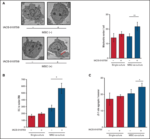 OxPhos inhibition increases the number of functional mitochondria in OCI-AML3 cells cocultured with MSCs. (A) OCI-AML3 cells were treated with the OxPhosi IACS-010759 (30 nM) for 72 hours with or without cocultured MSCs. Representative electron microscopy images showing the increased numbers of small mitochondria in IACS-010759–treated OCI-AML3 cells cocultured with MSCs (left panel). The number of mitochondria inside OCI-AML3 cells was counted in more than 10 image fields at ×40 magnification by live-cell imaging with confocal microscopy. (B) Mitochondrial DNA copy number was assessed by quantitative polymerase chain reaction. Mitochondrial DNA content was normalized to nuclear DNA content. Data are presented as the mean of 3 independent experiments. (C) OCI-AML3 cells were treated with IACS-010759 (30 nM) for 4 hours with or without cocultured MSCs. The JC-1 monomer with green fluorescence reflects mitochondria with collapsed membrane potentials, and aggregated JC-1 with red fluorescence reflects mitochondria with intact membrane potentials. The ratio of the red and green optical density is shown. Data are presented as the means of 3 independent experiments. Error bars in the graphs show the means ± SDs of the results from 3 independent experiments. *P < .05; **P < .01.