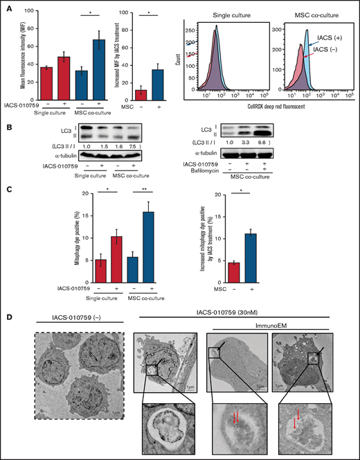 OxPhos inhibition induces ROS and mitophagy in OCI-AML3 cells cocultured with MSCs. (A) Summary data (left) and representative flow cytometry histograms (right) showing ROS production in OCI-AML3 cells treated with the OxPhosi IACS-010759 (30 nM) for 72 hours with or without cocultured MSCs. Comparisons of the increase in ROS by treatment with IACS-010759 (IACS) between the single-culture condition and MSC coculture condition are shown in the middle. An increase in relative fluorescence is reflected by a rightward shift along the x-axis of the histograms. (B) Cells were treated with IACS-010759 (30 nM) for 18 hours in the absence or presence of the lysosomal inhibitor bafilomycin A1 (10 µM), and cell lysates were examined by immunoblotting. LC3-II protein levels were normalized to LC-I levels to determine the differences in protein expression between the cells cultured with and without MSCs. (C) Uptake of mitochondria by lysosomes was evaluated by mitophagy assay. Comparisons of the increase in mitophagy dye positivity by treatment with IACS-010759 between the single-culture condition and MSC coculture condition are shown on the right. (D) Representative immunoelectron microscopy images showing MSC-derived mitochondrial fragments inside autophagosomes in cocultured OCI-AML3 cells. OCI-AML3 cells were cocultured with PDHA1-dsRed–transfected MSCs and treated with 30 nM IACS-010759. Electron microscopy images at ×2000 magnification. Fixed sections were immunolabeled with gold as described in supplemental Materials and Methods. Black arrows indicate mitophagy; red arrows indicate MSC-derived mitochondrial fragments surrounded by autophagosomes. Error bars in the graphs show the means ± SDs of 3 independent experiments. *P < .05; **P < .01.