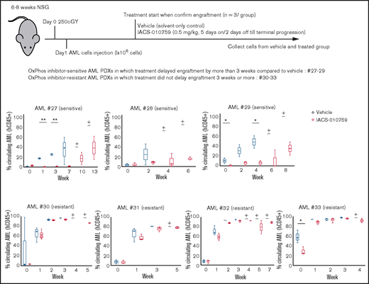 OxPhosi-resistant and OxPhosi-sensitive AML cells in mouse xenograft model. NOD-scid IL2Rγnull (NSG) mice were injected with 1 million AML PDX cells 24 hours after receiving irradiation at 250 cGy. Mice were randomly assigned to receive vehicle or IACS-010759 (5.0 mg/kg; 5 days on/2 days off until terminal progression) (n = 3 mice per group). Engraftment of the leukemic cells in the peripheral blood was determined by flow cytometry with an anti-human CD45 antibody. OxPhosi-sensitive AML PDXs were from patients 27 to 29; OxPhosi-resistant AML PDXs were from patients 31 to 33. (+) Indicates that only 1 mouse survived . The thick horizontal lines in the bars represent median. Error bars in the graphs show means ± SDs. *P < .05; **P < .01.