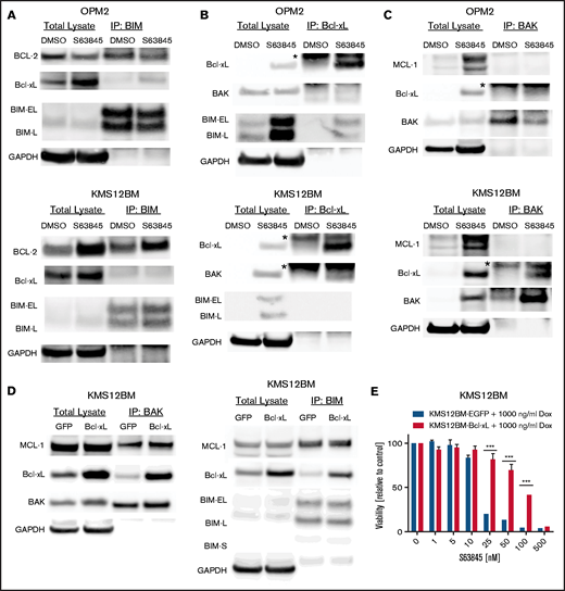 Dynamic Bcl-2 family binding patterns are involved in S63845 resistance. BIM (A), Bcl-xL (B), and BAK (C) coimmunoprecipitation experiments were performed 90 minutes (A) or 24 hours (B-C) after treatment with 100 nM S63845. Eluates were analyzed via sodium dodecyl sulfate polyacrylamide gel electrophoresis for the presence of BIM:Bcl-xL, BIM:Bcl-2, BAK:Bcl-xL, and BAK:MCL-1 complexes, respectively; GAPDH served as the loading control. Numbers are representative of 2 biological replicates. *Immunoglobulin light chain. (D) Doxycycline inducible KMS12BM-EGFP (control) and -Bcl-xL cells were treated for 24 hours with 1000 ng/mL doxycycline. Subsequently, cells were treated for 2 hours with 100 nM S63845 and used for BIM or BAK coimmunoprecipitation experiments, which confirmed the dynamic formation of BAK:Bcl-xL and BIM:Bcl-xL complexes. (E) Inducible Bcl-xL expression protects MM cells from S63845. Cells were treated in the presence of doxycycline and S63845 for 72 hours (n = 3 biological replicates). Cells with doxycycline-inducible EGFP expression served as the control. Graphs represent viability relative to control at the end of the incubation period. Mean ± standard deviation of 3 independent experiments. ***P < .001.