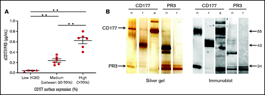 sCD177 (sCD177/PR3) is present in human plasma. (A) The percentage of CD177-positive neutrophils in healthy donors was assessed by using flow cytometry, and the amount of sCD177/PR3 in serum was measured by using ELISA. There is a tendency toward higher amounts of sCD177/PR3 in serum from individuals with a high proportion of CD177-positive neutrophils. **P < .005 (B) Analysis of affinity-purified sCD177/PR3 by silver staining (left panel) and immune blotting (right panel). nCD177, rCD177, “native” PR3 isolated from neutrophils (nPR3), and rPR3 were used for comparison. Blotted proteins were stained with anti-CD177 (human IgG) or anti-PR3 (PR3D1) mAbs. Bound antibodies were visualized by using a chemiluminescence system.