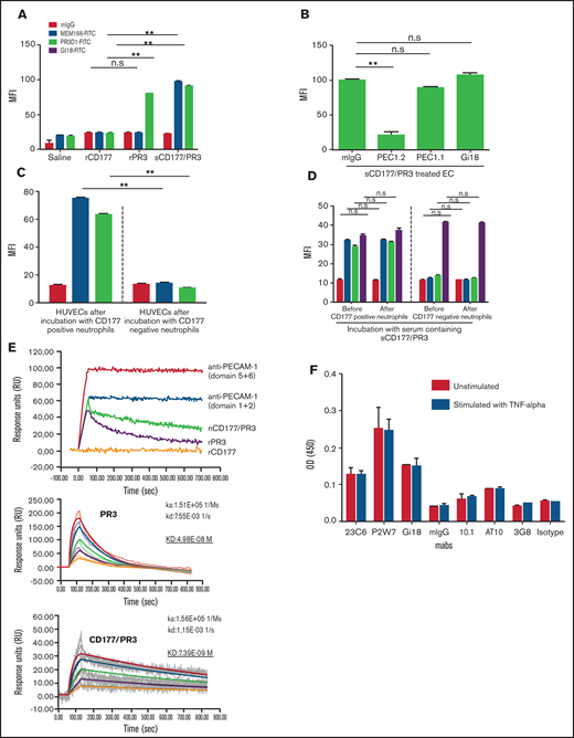 Endothelial cells (ECs) bind sCD177/PR3 specifically via PECAM-1. (A) HUVECs were pretreated with TNF-α overnight and incubated with saline, rCD177, rPR3, or sCD177/PR3 (2 µg/mL) for 4 hours at 37°C. HUVECs were analyzed by flow cytometry using direct fluorescence-labeled mAbs against CD177 (MEM166) or PR3 (PR3D1). Values are presented as mean fluorescence intensity (MFI) ± standard deviation (SD) (n = 5). (B) TNF-α–pretreated HUVECs were treated with mAbs (1 µg/mL), against PECAM-1 domain 1 (Gi18) or against PECAM domains 2 and 6 (PECAM 1.1 or PECAM 1.2, respectively), and subsequently incubated with sCD177/PR3 (2 µg/mL) for 4 hours at 37°C. HUVECs were analyzed by flow cytometry using direct fluorescence-labeled anti-CD177 (MEM166). Values are presented as MFI ± SD (n = 5). (C) Presence of CD177/PR3 and ECs after incubation with granulocytes. Neutrophils were isolated from whole blood of CD177-positive and CD177-negative phenotyped donors. HUVECs were incubated with granulocytes for 4 hours in 37°C. Presence of CD177 or PR3 on ECs was determined by flow cytometry. Bar graphs represent the MFI on the EC membrane. Values are presented as mean ± SD (n = 5). (D) Presence of CD177/PR3 on neutrophils after incubation with serum. CD177-negative and CD177-positive phenotyped neutrophils were isolated and incubated for 2 hours with 1 mL of serum from CD177-positive donors. Presence of CD177, PR3, and PECAM-1 on the neutrophil surface before and after incubation was determined by flow cytometry. Bar graphs represent the MFI on the neutrophil surface. Values are presented as mean ± SD (n = 5). (E) Binding of rCD177, rPR3, and sCD177/PR3 on coated PECAM-1 was determined in real-time by using SPR. Purified PECAM-1 was immobilized on a sensor chip. mAbs against PECAM-1 Ig domains 5 + 6 or 1 + 2 or rCD177, rPR3, or sCD177/PR3 were injected at 25°C. Note that rCD177 does not bind to PECAM-1 (upper panel). To calculate the KD for PR3 or sCD177/PR3 interaction with PECAM-1, different concentrations of both proteins were run as analyte on coated PECAM-1 (middle and lower panel). (F) ECs express FCGRI and FCGRII on the surface. The expression of FCGRs (I, II, and IIIb) on HPMEC monolayer were evaluated in ELISA. Endothelial monolayers were cultured in a 96-well plate and blocked with bovine serum albumin. mAbs against FCGRs (10.1 for FCGRI, AT10 for FCGRII, and 3G8 for FCGRIII) were added to ECs, and bound antibodies were detected by using horseradish peroxidase–labeled anti-mouse secondary antibodies. The optical densities (ODs) were evaluated in photometer.**P< .01, n.s., not significant.