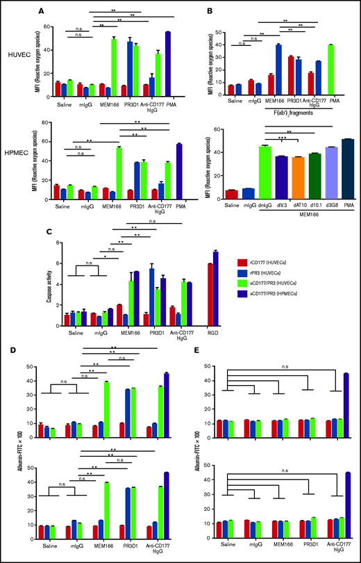 Antibodies against sCD177/PR3 have a functional impact on endothelial cells. (A) To evaluate the production of ROS, TNF-α–pretreated HUVECs or HPMECs were incubated with rCD177 (open bars), rPR3 (gray bars), or sCD177/PR3 (black bars), followed by antibodies or controls as indicated. Phorbol myristate (PMA) was used as assay control. ROS was measured by flow cytometry using 2',7'-dichlorofluorescein diacetate as a fluorochrome. Values are presented as mean fluorescence intensity (MFI) ± standard deviation (n = 5). (B) Experiments were performed as in panel A using F(ab′)2 fragments instead of complete antibodies (upper panel) or pretreated with deglycosylated anti-FCGR antibodies (I, II, and IIIb) before antibody binding (lower panel). (C) To evaluate the induction of apoptosis, endothelial cells were incubated with rCD177 (open bars), rPR3 (gray bars), or sCD177/PR3 (black bars), followed by antibodies or controls as indicated. HPMECs (dotted bars) were incubated with sCD177/PR3 followed by antibodies or controls as indicated. RGD (40 mg/mL) was used as assay control. Caspase-3/7 activity was then measured. Values are presented as mean ± standard deviation (n = 5). (D) To evaluate endothelial permeability, HUVECs (upper panel) or HPMECs (lower panel) were cultured on fibronectin-coated polycarbonate filter chambers for 48 hours and treated with rCD177 (open bars), rPR3 (gray bars), or sCD177/PR3 (black bars), followed by incubation with mAbs or controls as indicated. Thrombin (0.2 U/mL) was used as an assay control. The passage of FITC-albumin through the monolayer of cells was measured at different time points (5–60 minutes). Values are presented as mean ± standard deviation (n = 5). (E) Experiments were performed as in panel D in the presence of mAb PECAM1.2 F(ab′)2 fragments. d, deglycosylated; *P< .05, **P < .01, ***P < .001, n.s. not significant.