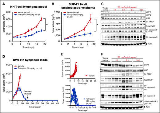 Tolinapant induces durable regressions in an in vivo syngeneic model of TCL. (A) Mice bearing ∼100 mm3 HH tumors were treated with vehicle or with 20 mg/kg tolinapant (daily oral for 18 days). Error bars, mean ± standard error of the mean (SEM). n = 10 per group. Two-way analysis of variance (ANOVA): **P < .01. (B) Mice bearing ∼100 mm3 SUP-T1 tumors were treated with vehicle or with 20 mg/kg tolinapant (daily oral for 9 days). Error bars, mean ± SEM. n = 8 per group. Two-way ANOVA: *P < .05. (C) Mice bearing HH xenograft tumors received a single oral dose of tolinapant at 25 mg/kg. Animals were sacrificed at the indicated time points, and protein levels in tumors were measured by immunoblotting of whole-tumor lysates. Each sample represents individual tumors. (D) Mice bearing ∼50 mm3 BW5147 tumors were treated with vehicle or with 25 mg/kg tolinapant (daily oral). Error bars, mean ± SEM. n = 10 per group. (E) Individual BW5147 tumor volume plots from mice treated with vehicle (top) or 25 mg/kg tolinapant (bottom) (n = 10 per group). (F) Mice bearing BW5147 tumors received a single oral dose of tolinapant at 25 mg/kg. Animals were euthanized at the indicated time points, and protein levels in tumors were measured by immunoblotting of whole-tumor lysates. Each sample represents individual tumors.