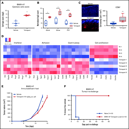 Tolinapant requires an intact immune system to generate long-term tumor regressions. (A) Cytotoxic cells score in BW5147 subcutaneous tumors in vehicle and tolinapant-treated mice (log2 scale). *P < .05 (2-sided Welch t test adjusted using the Benjamini and Yekutieli method). (B) Intratumoral expression of Gzmb, Gzme, and Prf1. *P < .05, **P < .01 (adjusted P value). (C) Representative immunofluorescent images and boxplot showing quantification of CD8+ cells in tumor sections. **P < .001 (Mann-Whitney test). Tumor formalin-fixed paraffin-embedded sections were costained with fluorochrome-conjugated anti-CD8 (red) antibody and DAPI (blue). (D) Heatmap of the selected genes that are differentially expressed (adjusted P value < .05) between vehicle and tolinapant-treated BW5147 tumors, displayed as gene-wise z scores (log2 normalized expression). Selected genes were obtained from gene expression signatures associated with different pathways scored with NanoString Advanced Analysis GSA module. (E) Immunodeficient CB17 SCID mice were treated with vehicle or with 16 mg/kg tolinapant (daily oral) 4 days after cell injection (day 0). Error bars, mean ± SEM. n = 10 per group. Two-way ANOVA: **P < .01. (F) Kaplan-Meier curve depicting percentage of tumor-free animals after rechallenge of naïve or tolinapant-cured mice with BW5147 cells. n = 10 per group.