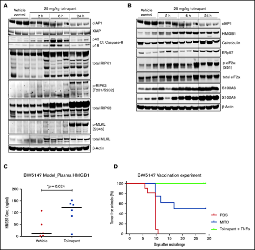 Tolinapant promotes antigen-specific responses via induction of necroptosis in vivo. (A) Western blots of BW5147 syngeneic tumor lysates prepared 2, 6, or 24 hours after a single dose of 25 mg/kg tolinapant (compared with vehicle control) to determine necroptosis biomarker pharmacodynamics. (B) As for panel A, except western blots of immunogenic cell death biomarkers. (C) HMGB1 measured by enzyme-linked immunosorbent assay in plasma of BW5147 tumor-bearing animals after 5 days of treatment with 25 mg/kg tolinapant. *P < .05 (Unpaired t test with Welch’s correction). (D) Kaplan-Meier curve showing the evolution of tumor incidence (as percentage of tumor-free animals) over time in the BW5147 vaccination experiment. Cells killed with mitoxantrone (MITO) were used as a positive control. Mice injected with phosphate-buffered saline only (PBS) or cells killed by tolinapant + TNF-α (tolinapant + TNF-α) cohorts, n = 10 per group. MITO, n = 8 per group.