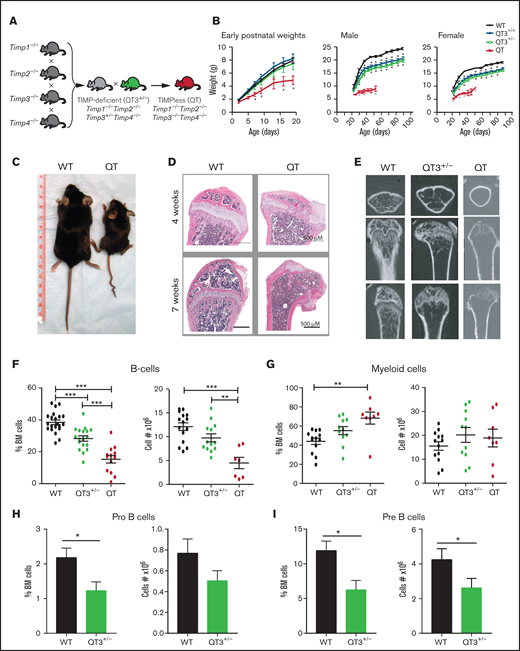 Abnormal BM composition in TIMP-compromised mice. (A) Breeding strategy to generate QT3+/− and QT mice. (B) Growth curves of: left, young WT (n = 12), QT3+/+ (n = 7), QT3+/− (n = 6), and QT mice (n = 5); middle, adult male WT (n = 6), QT3+/+ (n = 12), QT3+/− (n = 12), and QT (n = 4) mice; and right, adult female WT (n = 10), QT3+/+ (n = 10), QT3+/− (n = 11), and QT (n = 2) mice. QT pups are indistinguishable from their littermates at birth but show growth restriction by 5 days of age. Male and female QT mice are runted and have shortened lifespans. Data points are the mean plus or minus standard error of the mean (SEM). Statistics by 1-way analysis of variance (ANOVA) with *P < .05. (C) Representative image of WT and QT mice at 7 weeks of age. (D) Sagittal tibiae sections from 4-week-old mice (top panel) and sagittal femoral sections from 7-week-old mice (bottom panel) stained with hematoxylin and eosin (H&E); scale bar, 500 μm. (E) Isosurface rendering of femurs from 7-week-old mice using high-resolution micro–computed tomography imaging highlights the partial loss of trabecular bone in QT3+/− mice and complete loss in QT mice. Top panels, transverse view; middle and bottom panels, planer views at different depth. (F) Percentage (left) and total number (right) of live B-cell (B220+) in WT (percentage, n = 21; cell number, n = 15), QT3+/− (percentage, n = 18; cell number, n = 13), and QT (percentage, n = 13; cell number, n = 7) BM from 4-week-old littermates. Statistics by 1-way ANOVA; individual data points are shown as well as the mean plus or minus SEM with **P < .01, and ***P < .001. (G) Percentage (left) and total number (right) of CD11b+Gr-1+ myeloid cells in WT (n = 13), QT3+/− (n = 11), and QT (n = 8) BM from 4-week-old mice. Statistics by 1-way ANOVA; data represent mean plus or minus SEM with ***P < .001. (H) Percentage and total pro-B-cell in BM of 4- to 5-week old WT (n = 11) and QT3+/− (n = 10) mice. Statistics by the Student t test; data represent mean plus or minus SEM with *P < .05. (I) Percentage and total pre-B-cell in BM of 4- to 5-week old WT (n = 11) and QT3+/− (n = 10) mice. Statistics by the Student t test; data represent mean plus or minus SEM with *P < .05.