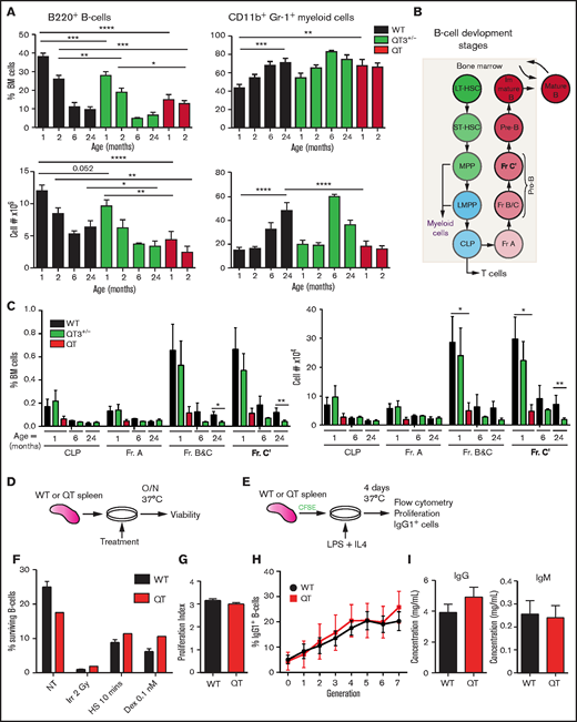 B-cell defect detectable in fraction B and C in TIMPless mice. (A) Percentage (top) and total number (bottom) of live B220+ B cells and CD11b+Gr-1+ myeloid cells in the BM (2 femurs and 2 tibiae) WT, QT3+/−, and QT mice of different ages. Mature B cell as a percentage of total BM cells is shown for WT (1 month, n = 21; 2 months, n = 17; 6 months, n = 2; 24 months, n = 7), QT3+/− (1 month, n = 18; 2 months, n = 13; 6 months, n = 2; 24 months, n = 10), and QT (1 month, n = 13; 2 months, n = 8) BM. The absolute number (bottom) of live B220+ B cells in WT (1 month, n = 15; 2 months, n = 12; 6 months, n = 2; 24 months, n = 7), QT3+/− (1 month, n = 13; 2 months, n = 9; 6 months, n = 2; 24 months, n = 10), and QT (1 month, n = 7; 2 months, n = 3) BM. The B-cell percentage data were compared for using the ANOVA Bonferroni multiple comparisons test (1-month WT vs QT3+/−, QT3+/− vs QT) and the 2-tailed unpaired Student t test (2-month WT vs QT3+/−, QT3+/− vs QT). Absolute B-cell numbers were compared using Sidak multiple comparison (1-month WT vs QT, 2-month WT vs QT) and the 2-tailed unpaired Student t test (1-month WT vs QT3+/−, 24-month WT vs QT3+/−). For both, data represent mean plus or minus SEM with *P < .05, **P < .01, and ***P < .001, and ****P < .0001. (B) Schematic of B-cell developmental stages from HSCs in BM. (C) Percentage (left) and absolute number (right) of B-cell developmental fractions (Fr.) in WT, QT3+/−, and QT BM. These values are for 1 month (WT, n = 8; QT3+/−, n = 9; QT, n = 4), 6 month (WT, n = 2; QT3+/−, n = 2), and 24 months (WT, n = 4; QT3+/−, n = 7) old mice. Data represent mean plus or minus SEM and statistical comparison was by 2-way ANOVA using the Sidak multiple comparisons test between the age groups; *P < .05 and **P < .01. (D) Schematic showing the experimental method for assessing in vitro response of B cells to cell death cues. Splenic B cells were plated with a variety of death-inducing cues and incubated overnight (O/N) at 37°C before viability analysis by flow cytometry. (E) Schematic showing the experimental method for assessing proliferation of splenic B cells in response to LPS, as well as class switch recombination in response to IL4. Splenic B cells were dyed with CFSE before plating with LPS and IL4. After 4 days of culture at 37°C, CFSE levels and the number of IgG1+ cells were determined by flow cytometry. (F) B-cell response to death-inducing cues, including no treatment (NT), irradiation at 2 Gy (Irr), heat shock for 10 minutes (HS), and dexamethasone at a concentration of 0.1 nM (Dex 0.1 nM). This graph represents WT n = 3 and QT n = 1, but this experiment was repeated with slightly different conditions each time for a total of WT n = 9 and QT n = 3. (G) Proliferation index (average number of divisions undergone by a cell) of WT and QT splenocytes after 4 days in culture with LPS and IL4 (schematic shown in panel E). WT (n = 6), QT (n = 2); statistics by the unpaired Student t test. (H) Class switch recombination of splenocytes to IgG1+ cells throughout 7 generations, plotted as the frequency of cells that expressed IgG1 per generation. WT (n = 6), QT (n = 2), each in technical triplicate. Statistics by 2-way ANOVA. (I) Serum levels of IgG and IgM of 4-week-old mice as measured by ELISA. WT (n = 5), QT (n = 5); statistics by the unpaired Student t test. LMPP, lymphoid-primed multipotent progenitor; LT-HSC, long-term HSC; MPP, multipotent progenitor; ST-HSC, short-term HSC.