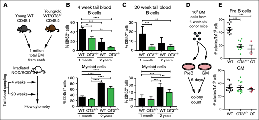 TIMP-deficient BM cells have reduced B-lymphopoiesis potential. (A) Schematic of experimental pipeline for competitive BM transplant. (B) Percentage of QT3+/− donor’s B cells (of total B cells) or myeloid cells (of total myeloid cells) in tail vein blood of recipient mice, 4 weeks after either young WT (n = 9), young QT3+/− (n = 10), old WT (n = 8), or old QT3+/− (n = 16) donor BM transplant. Statistics by 1-way ANOVA; data represent mean plus or minus SEM; **P < .01, ***P < .001, and ****P < .0001 by the Bonferroni multiple comparisons test. (C) Percentage of experimental donor (CD45.2+) B cells (top) or myeloid cells (bottom) in recipient tail blood at 20 weeks posttransplant, having received either young WT (n = 8), young QT3+/− (n = 8), old WT (n = 3), or old QT3+/− (n = 5) BM. For both statistics by 1-way ANOVA; data represent mean plus or minus SEM; *P < .05, **P < .01, and ***P < .001 by the Bonferroni multiple comparisons test. (D) Schematic outline of methylcellulose colony-forming assay, using either pre-B or granulocyte/macrophage (GM) supporting media. (E) The number of pre-B-cell and GM colonies that developed in 6 days per 1 × 105 BM cells from 4-week-old mice (WT, n = 10; QT3+/−, n = 10; QT, n = 3). Statistics by 1-way ANOVA; individual data points are shown as well as the mean plus or minus SEM; ***P < .001 by the Bonferroni multiple comparisons test.