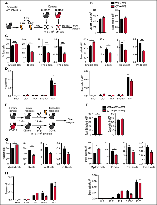 TIMPless HSCs have reduced B-lymphopoiesis potential in vivo. (A) Schematic showing the experimental procedure for WT or QT BM transplant into WT mice. WT recipient were irradiated twice and 2 million BM cells from donor mice were injected IV. Recipient BM were analyzed by flow cytometry 16 weeks later. (B) Total BM cells (left panel) and donor-derived (CD45.2+) total BM cell (right panel), 16 weeks posttransplantation, in recipient mice (WT→WT, n = 5; QT→WT, n = 4). Data represent mean plus or minus SEM; groups were compared by the unpaired Student t test; *P < .05, **P < .01, and ***P < .001. (C) Percentage (left panel) and absolute count (right panel) of donor-derived (CD45.2+), CD11b+Gr-1+ myeloid cells, B cells, pre-B and pro-B cells, from the experiment in panel B. Data represent mean plus or minus SEM; groups were compared by the unpaired Student t test; *P < .05, **P < .01, and ***P < .001. (D) Percentage (left) and absolute number (right) of cells in the B-cell developmental fractions multilineage progenitor (MLP), CLP , Fr-A, Fr-B and C, Fr-C′ of transplanted cells (CD45.2+), from the experiment in panel B. Data represent mean plus or minus SEM; groups were compared by 2-way ANOVA; *P < .05. (E) Schematic showing the experimental procedure for secondary BM transplant. Transplanted BM of WT or QT from WT primary recipient subsequently injected into irradiated secondary WT recipient. Total 2 million BM cells transplanted into secondary recipient and analyzed by flow cytometry 16 weeks later. (F) Total BM cells (left panel) and donor-derived (CD45.2+) total BM cells count (right panel), 16 weeks postsecondary transplantation, in recipient mice (WT→WT→WT, n = 4; QT→WT→WT, n = 5). Data represent mean plus or minus SEM; WT or QT groups were compared by the unpaired Student t test; *P < .05. (G) Percentage (left panel) and absolute count (right panel) of donor-derived (CD45.2+), CD11b+Gr-1+ myeloid cells, B cells, pre-B-cell and pro-B cell, from the experiment in panel F. Data represent mean plus or minus SEM; groups were compared by the unpaired Student t test; *P < .05. (H) Percentage (left) and absolute number (right) of B-cell developmental fractions MLP, CLP, Fr-A, Fr-B and C, Fr-C′ of transplanted cells in recipient mice from the experiment in panel F. Data represent mean plus or minus SEM; WT and QT groups were compared by 2-way ANOVA.