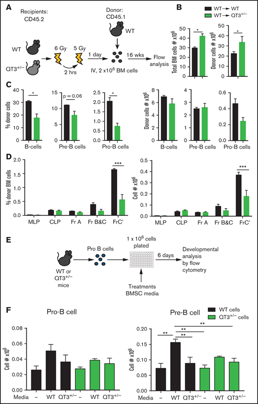 TIMP-deficient microenvironment is suboptimal for B-cell development. (A) Schematic showing the experimental procedure for WT BM transplants into WT or QT3+/−. Recipients were irradiated twice for a total of 11 Gy and 2 million BM cells from donor mice were injected 24 hours later. After 16 weeks, recipient BM were analyzed by flow cytometry. (B) Total BM cells (left panel) and donor-derived (CD45.2−) total BM cell count (right panel), 16 weeks posttransplantation, in recipient mice (WT→WT, n = 3; WT→QT3+/−, n = 3). Data represent mean plus or minus SEM; groups were compared by the unpaired Student t test; *P < .05. Experiment was repeated twice, and similar results were seen. (C) Percentage and absolute count of donor’s (CD45.2−) B cells, pre-B-cell and pro-B-cell experiment in panel B (WT→WT, n = 4; WT→QT3+/−, n = 4). Data represent mean plus or minus SEM; groups were compared by the unpaired Student t test; *P < .05. (D) Percentage (left) and absolute number (right) of B-cell developmental fractions MLP, CLP, Fr-A, Fr-B and C, Fr-C′ of transplanted cells (CD45.2−) in recipient mice from the experiment in panel B. Data represent mean plus or minus SEM; groups were compared by 2-way ANOVA; ***P < .001. (E) Schematic outlining the protocol to analyze WT and QT3+/− B-cell development in vitro. Pro-B cells were FACS-sorted from WT or QT3+/− mice, plated in 96-well plates, and cultured with conditioned media from WT or QT3+/− BMSC cultures. (F) Number of pro-B (left) and pre-B (right) cells after 6 days’ culture of FACS-sorted pro-B cells, with or without conditioned media of WT-BMSCs or QT3+/− BMSCs, expressed as fraction of total cells plated. **P < 0.01.