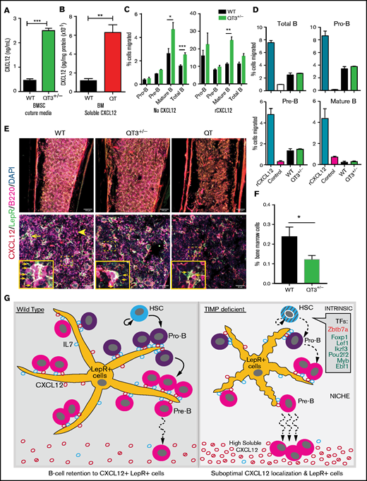 CXCL12 mislocalization limits B-cell development in TIMP deficiency. (A) CXCL12 protein concentration in media obtained from in vitro BMSC cultures, measured by sandwich ELISA. BMSCs were cultured for 2 weeks (WT, n = 3; QT3+/−, n = 3). Statistics by the unpaired Student t test; ***P < .001. (B) Soluble CXCL12 protein concentration in BM from WT and QT mice at 4 weeks of age, assayed by sandwich ELISA (WT, n = 3; QT, n = 3). Data represent mean plus or minus SEM; groups were compared by the unpaired Student t test; **P < .01. (C) Transmigration of pro-B, pre-B mature, and total B cells toward recombinant CXCL12. Data presented as percentage of input cell number migrated to the bottom chamber from both WT (n = 5) and QT3+/− (n = 4) BM. Statistics by 1-way ANOVA; *P < .05,**P < .01, ***P < .001. (D) Transmigration of pro-B, pre-B mature, and total B cells toward WT and QT3+/− BMSC culture media as well as positive and negative controls. Data presented as percentage of cell migrated to the bottom chamber for both WT (n = 2) and QT3+/− (n = 2) BM. (E) Representative images of CXCL12 (red), B220 (magenta), and LepR (green) staining of BM (diaphysis) from WT, QT3+/−, and QT tibia. Image showing B220+ B cells localizing around LepR+CXCL12+ (yellow; arrow) mesenchymal cells in WT, whereas in TIMP-deficient mice, morphology of mesenchymal cells is altered and with few B cells (arrowhead) around them. Insets, Magnified images of selected areas with arrows pointing to LepR+ cell processes. Scale bars, 150 µm (top panels), 40 µm (bottom panels), and 3× (insets). (F) Flow cytometric quantification of LepR+ cells in BM of 4-month-old WT and QT3+/− mice (gating strategy in supplemental Figure 7D). Statistics by the Student t test with *P < .05. (G) Summary schematic showing HSCs generating B-cell subsets. TIMP-deficient HSCs show cell-intrinsic defects, at least in part, due to the altered expression of transcription factors (TFs) critical for B-cell development. Within the BM niche, LepR+ mesenchymal cells provide IL7 for pro-B-cell proliferation and survival. CXCL12 production by LepR+ cells facilitate pro-B-cell retention to the vicinity of LepR+ cells for optimal IL7 dose. Differentiation into pre-B-cell requires CXCL12-mediated mobilization of precursors away from mesenchymal cells. LepR+ cells are fewer and have smaller processes in TIMP-deficient BM. Additionally, excessive soluble CXCL12 (both active and inactive forms) disrupts association of the developing B-cell population within this suboptimal stromal niche consequently reducing their numbers. DAPI, 4′,6-diamidino-2-phenylindole.